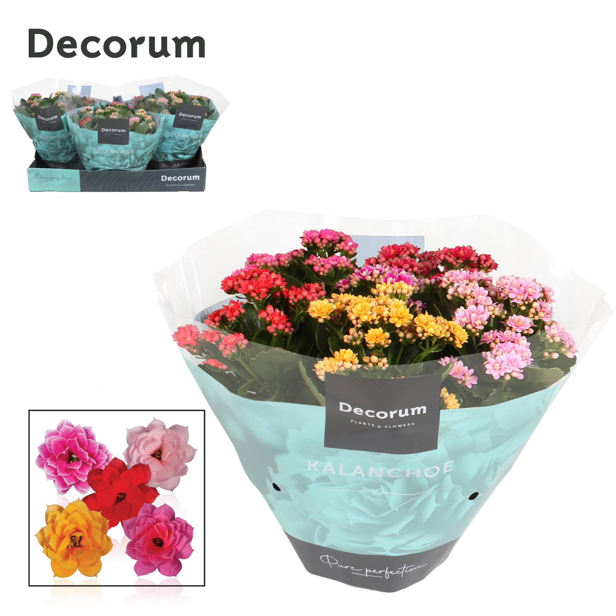 Kalanchoe Decorum Carnaval, D 23