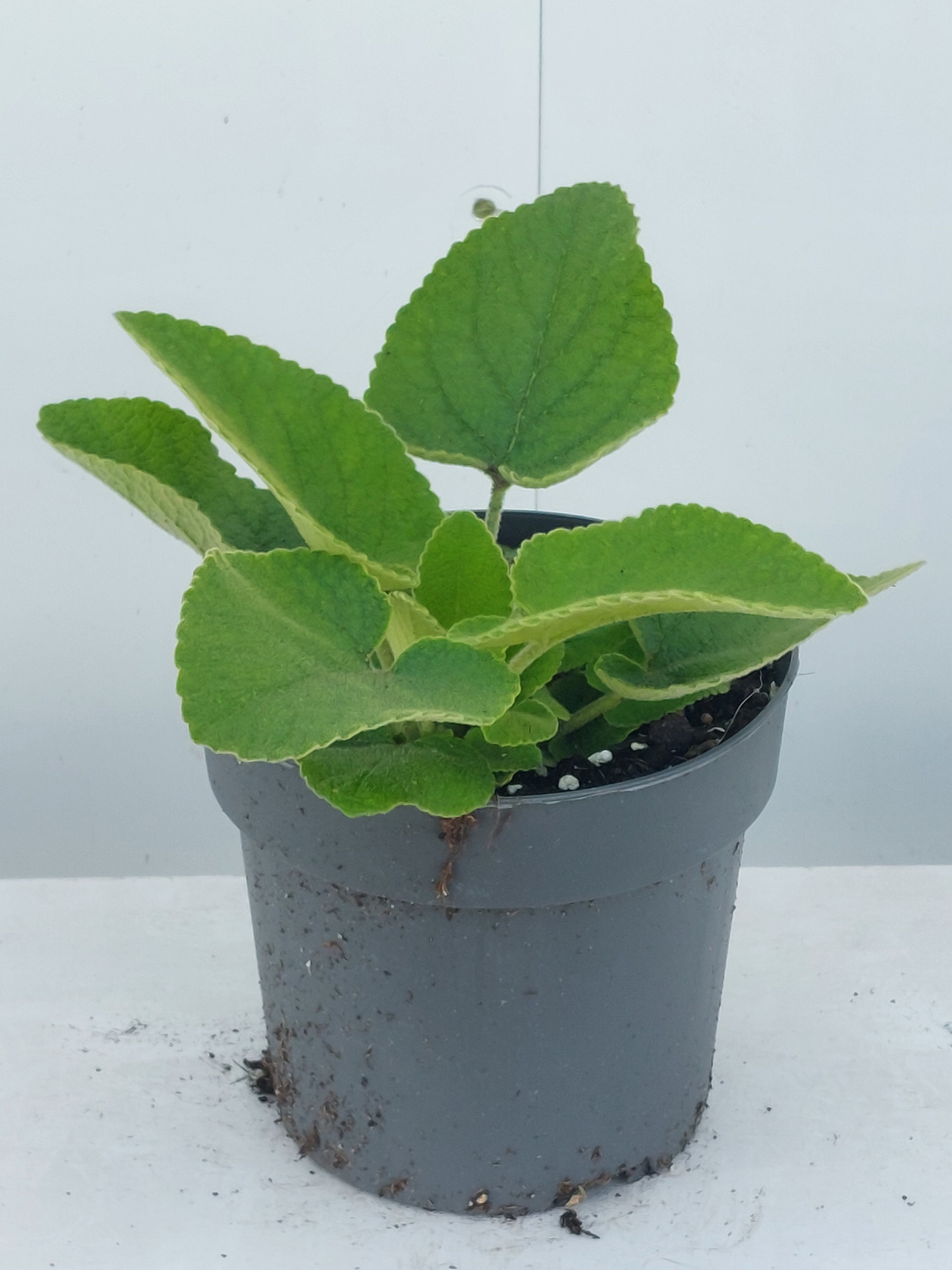 Phlomis russeliana, D 17