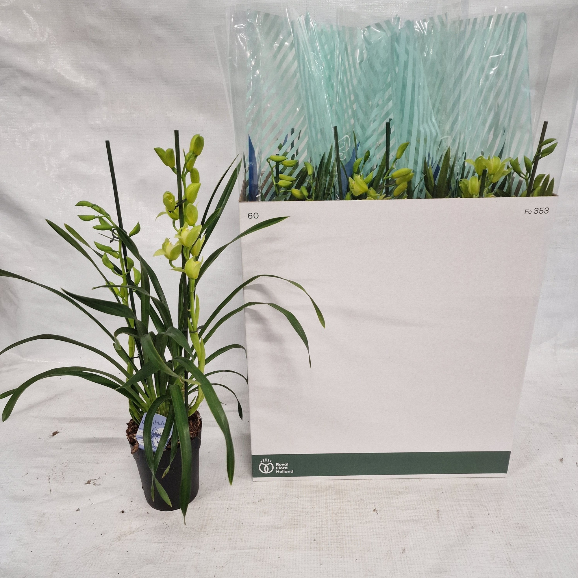 2 tak Green arrow, D 14