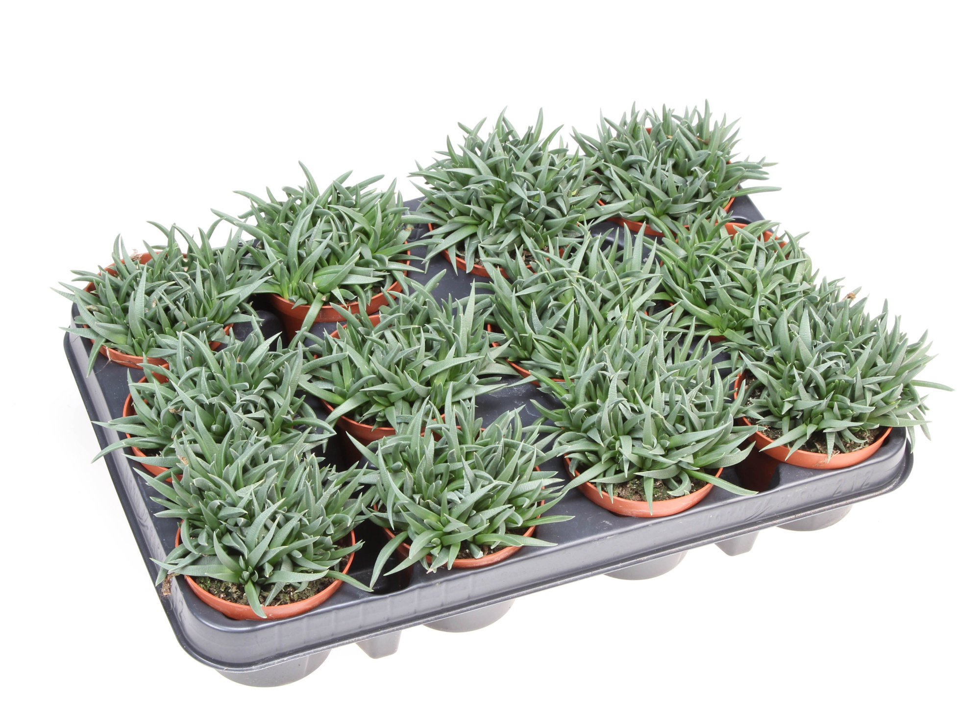 Crassula Tenelli, D 8,5