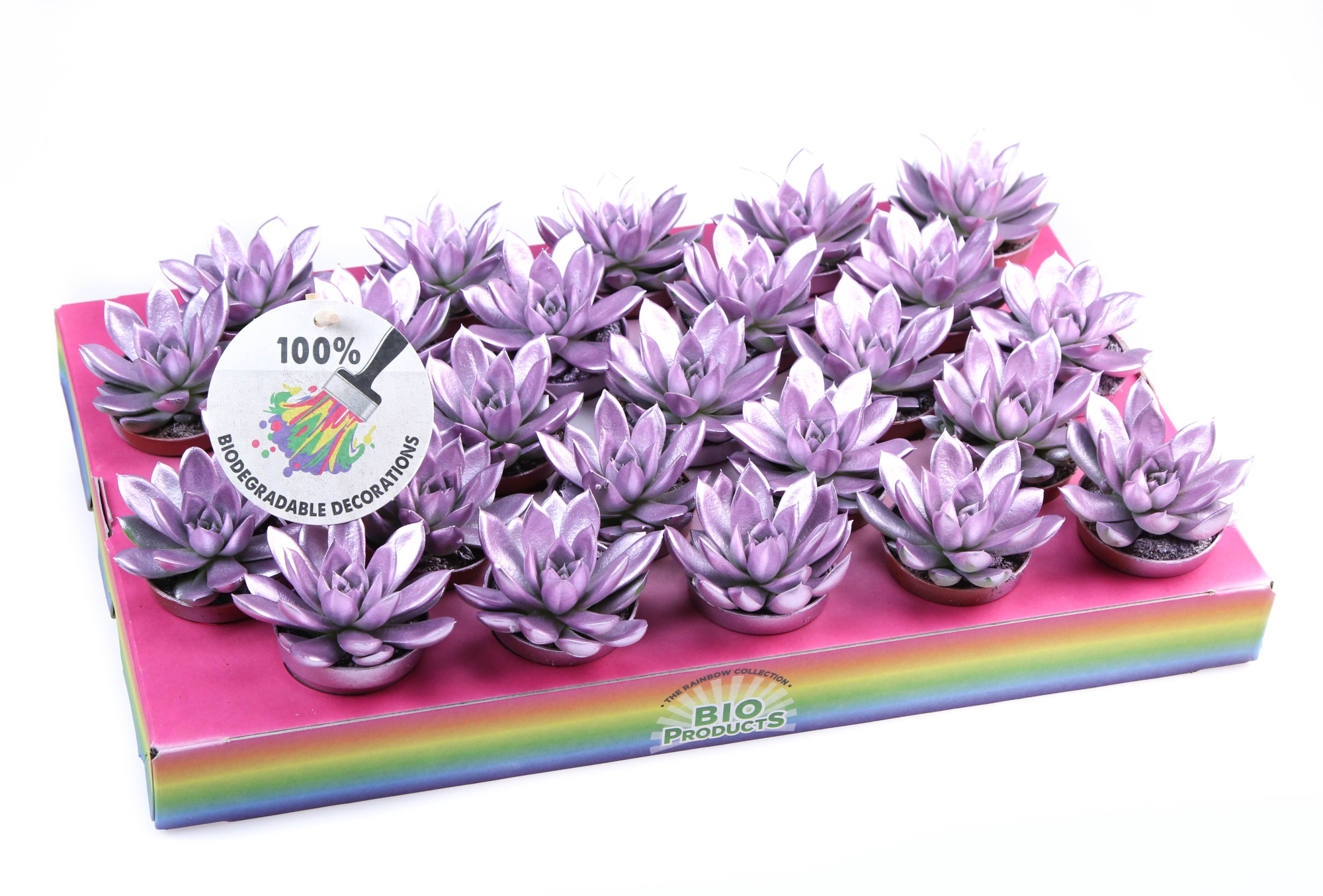 Rainbow Metallic pink, D 5,5