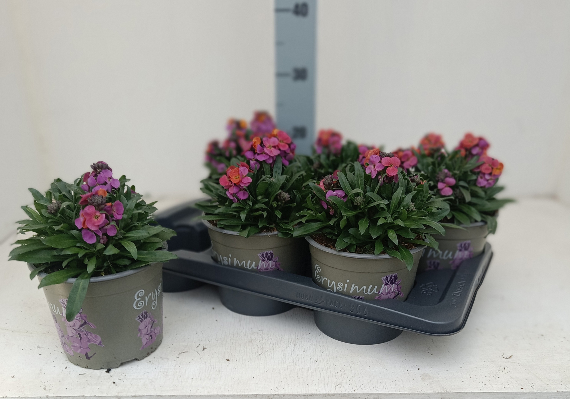 Erysimum linofolium Magenta, D 17