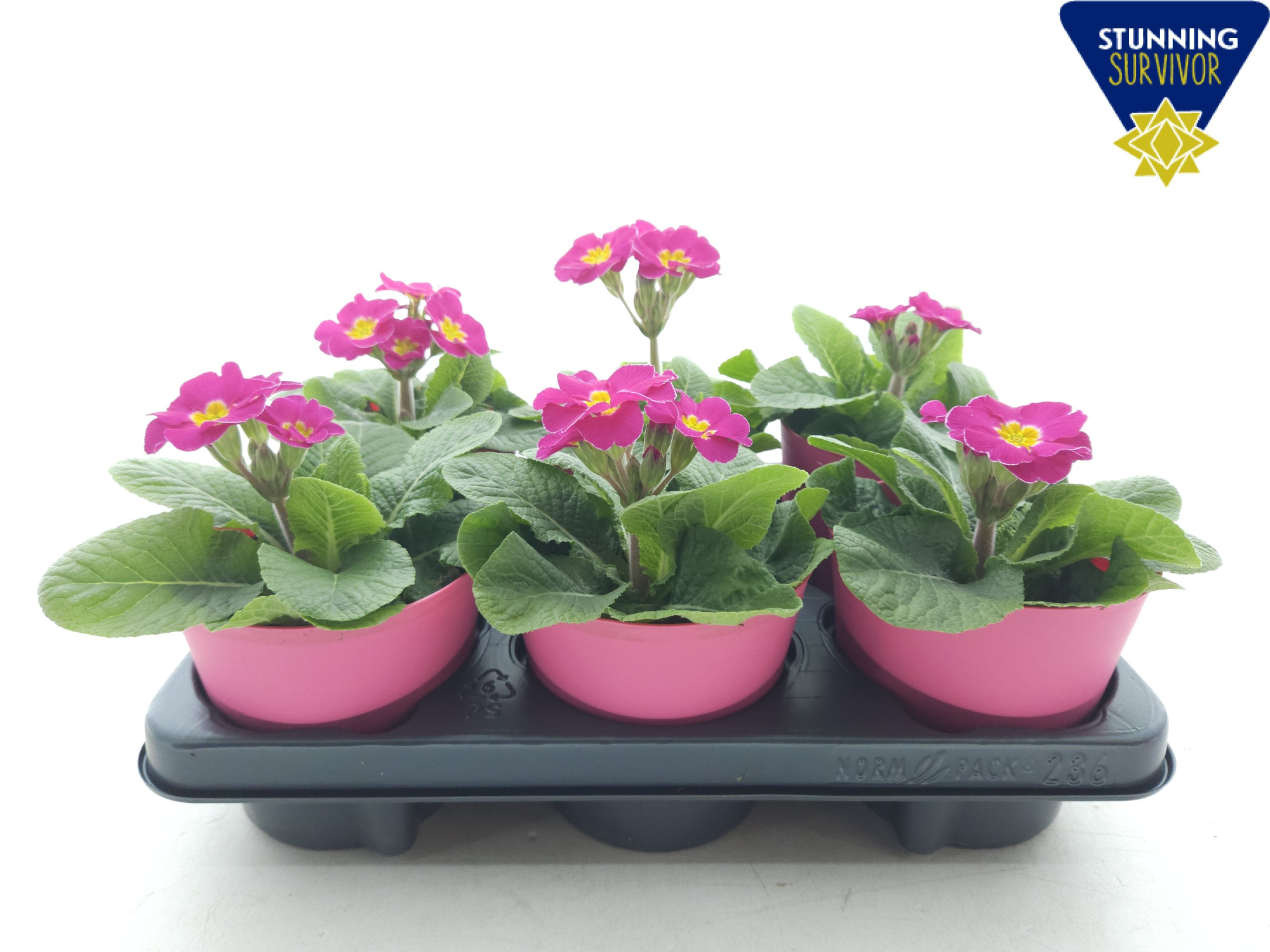 Primula elatior Sibel rose ton sur ton, D 12,5