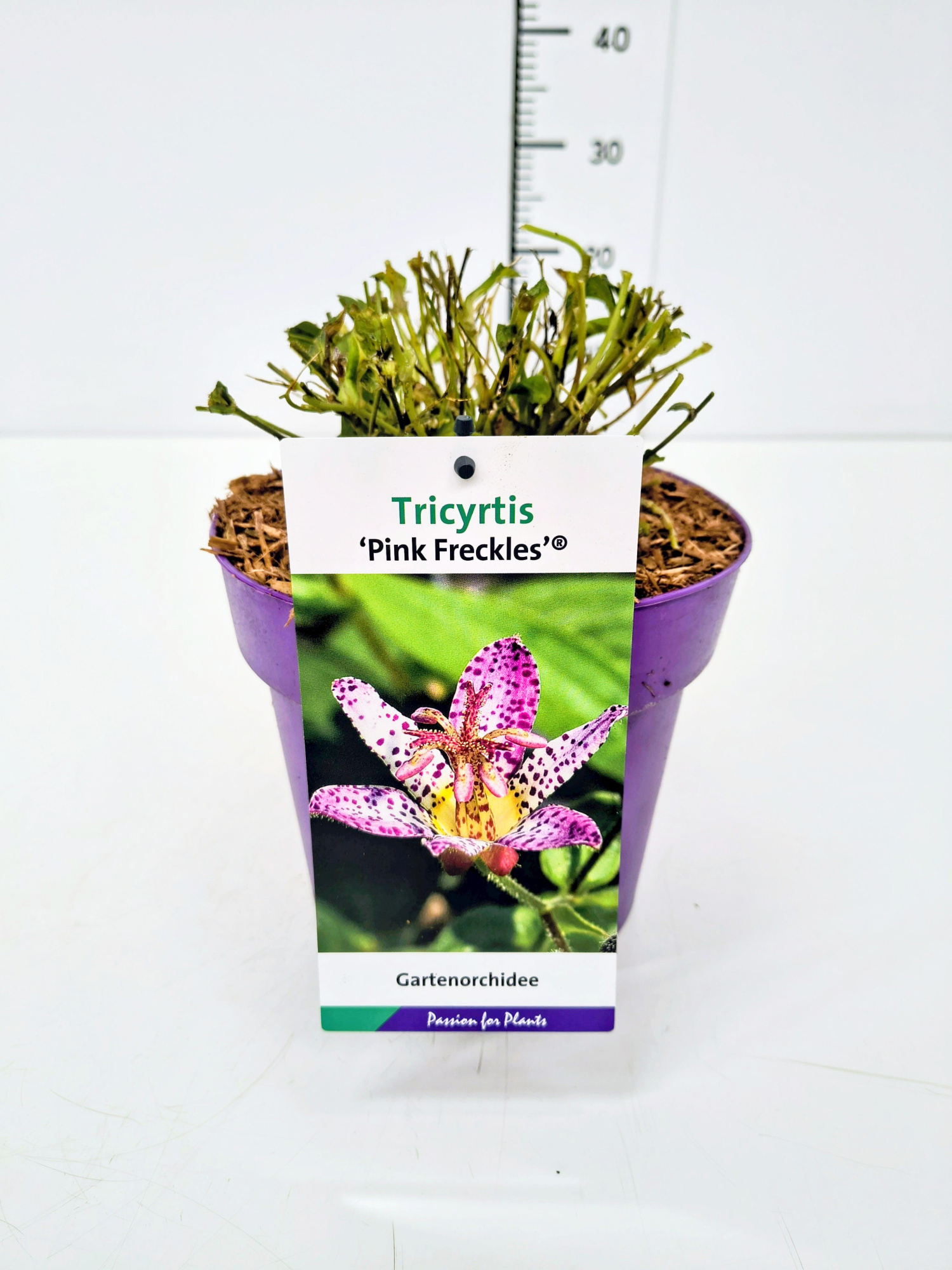 Tricyrtis f. 'Pink Freckles' C3, D 19