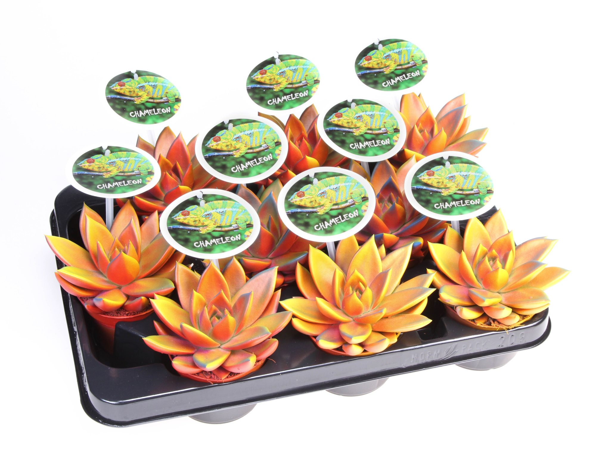 Miranda Chameleon Special + etiket, D 8,5