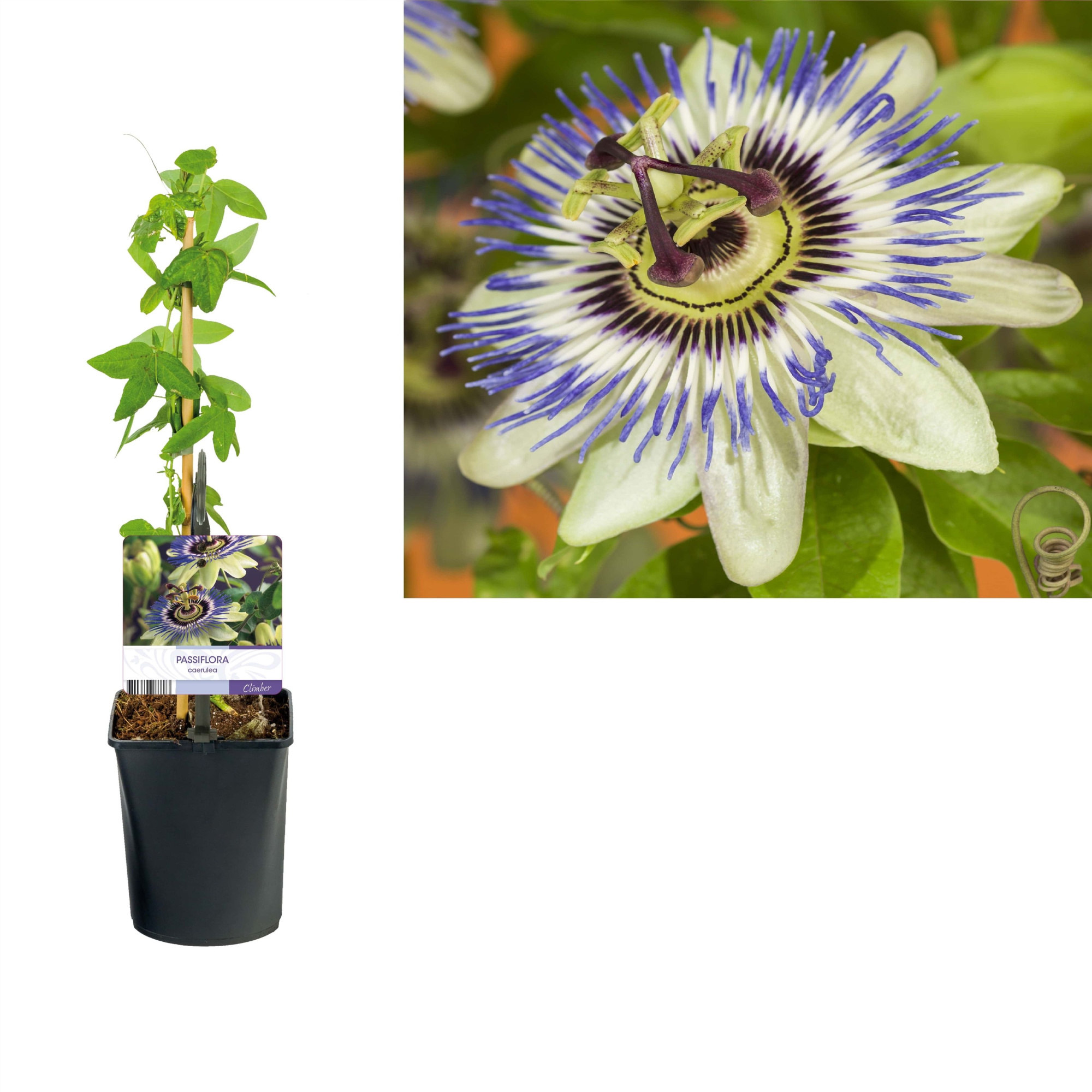 Passiflora caerulea +light label, D 11