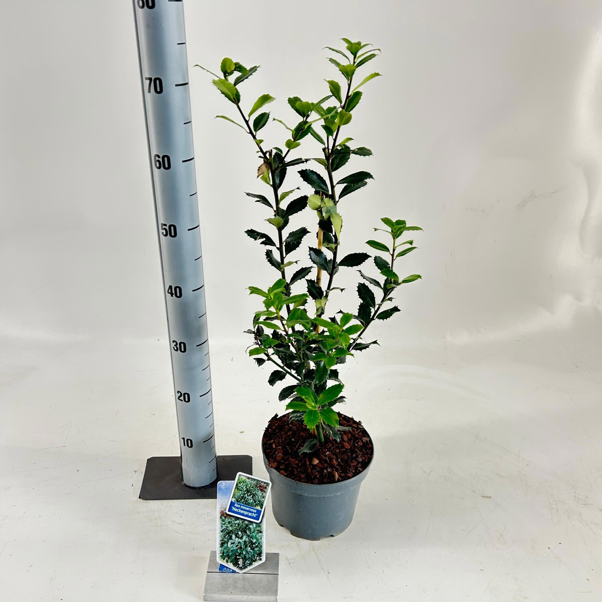 Ilex merserveae 'Heckenpracht' ®, D 19