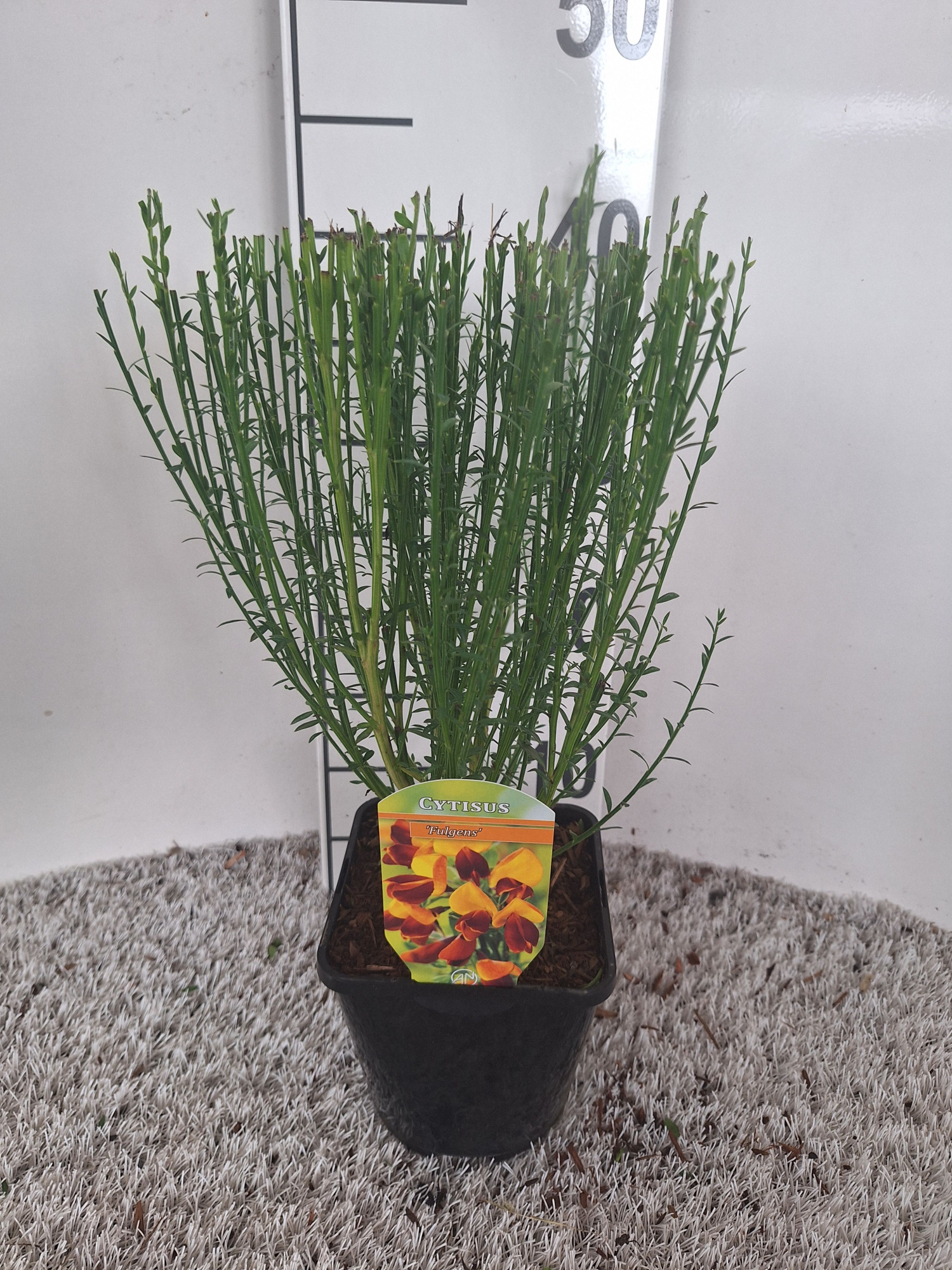 Cytisus Fulgens, D 14