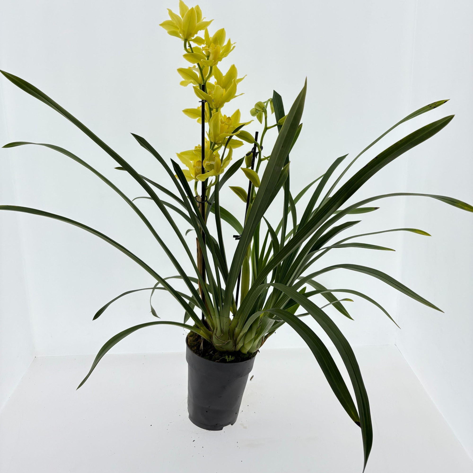 Cymbidium 2-tak Lemon Tiger, D 15