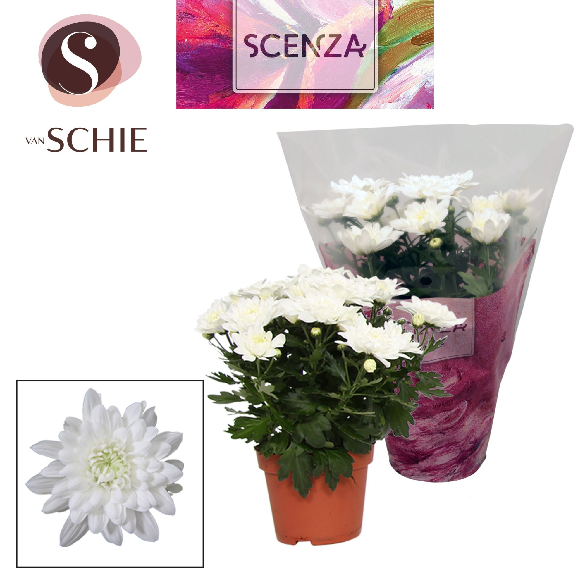 Chrysant Chrystal White, D 13