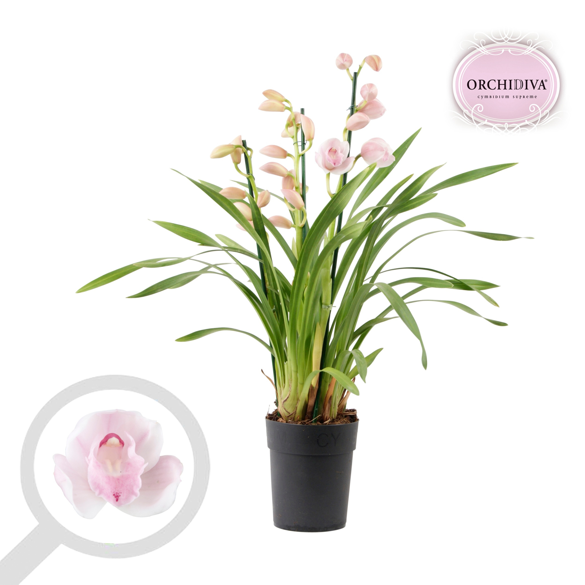 Cymbidium licht roze 3 tak, D 14