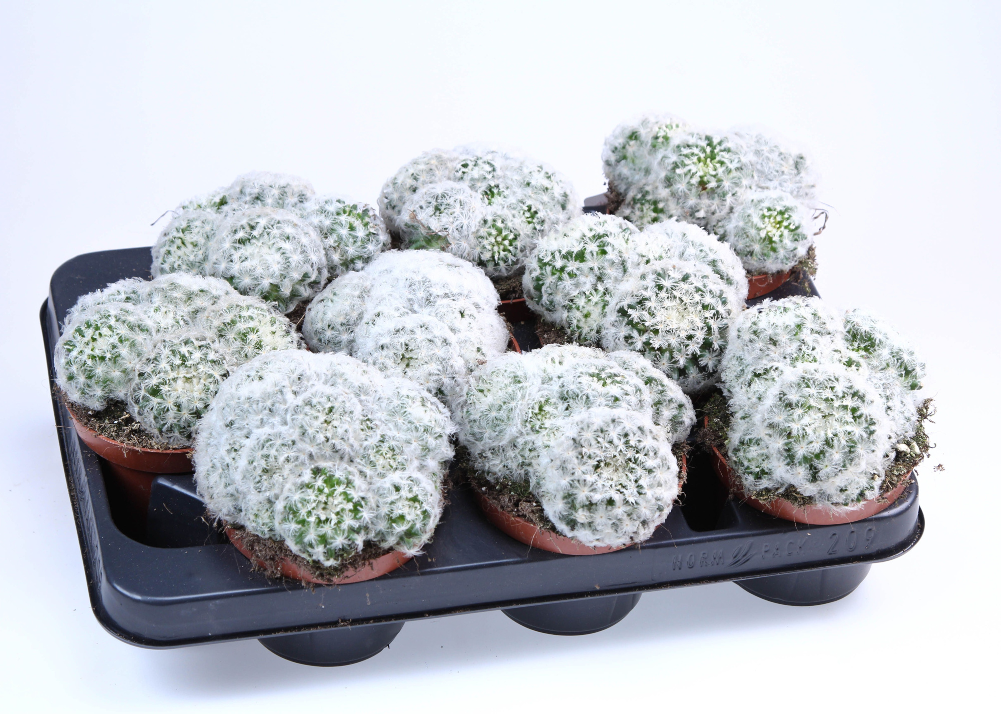 Mammillaria plumosa, D 10,5