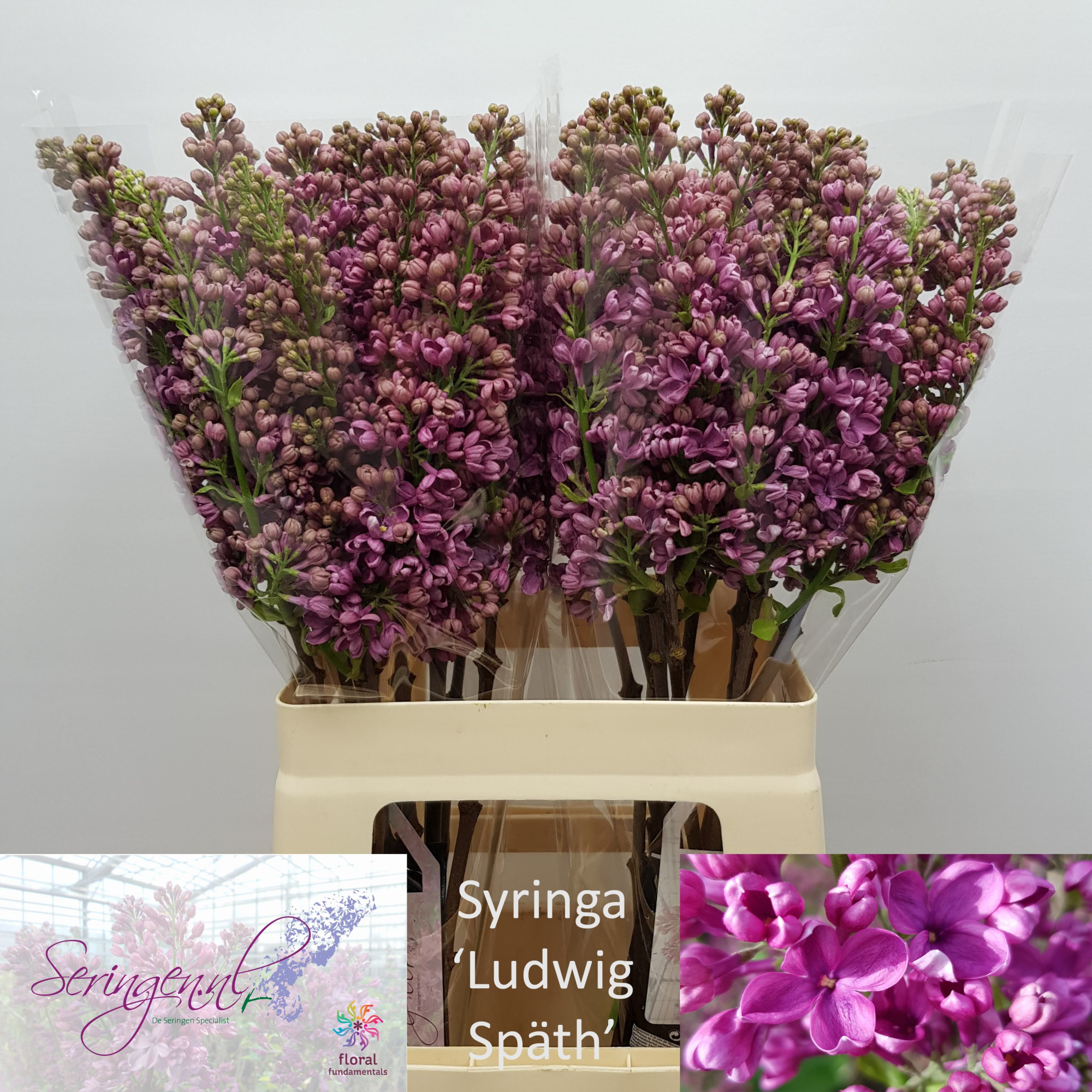 Сирень Людвиг Шпат 60 (фиолет.), шт.