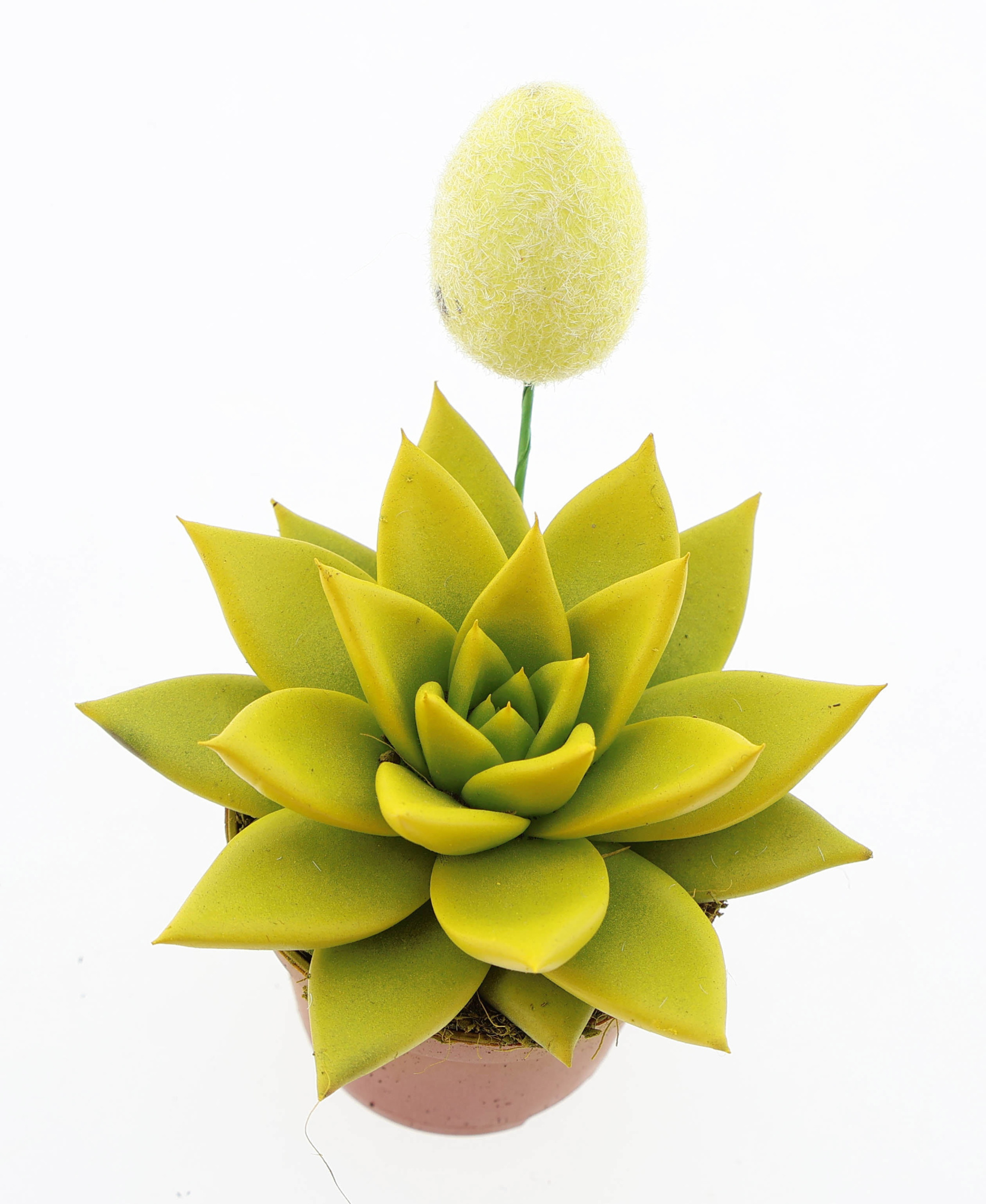 Rainbow geel + ei, D 6