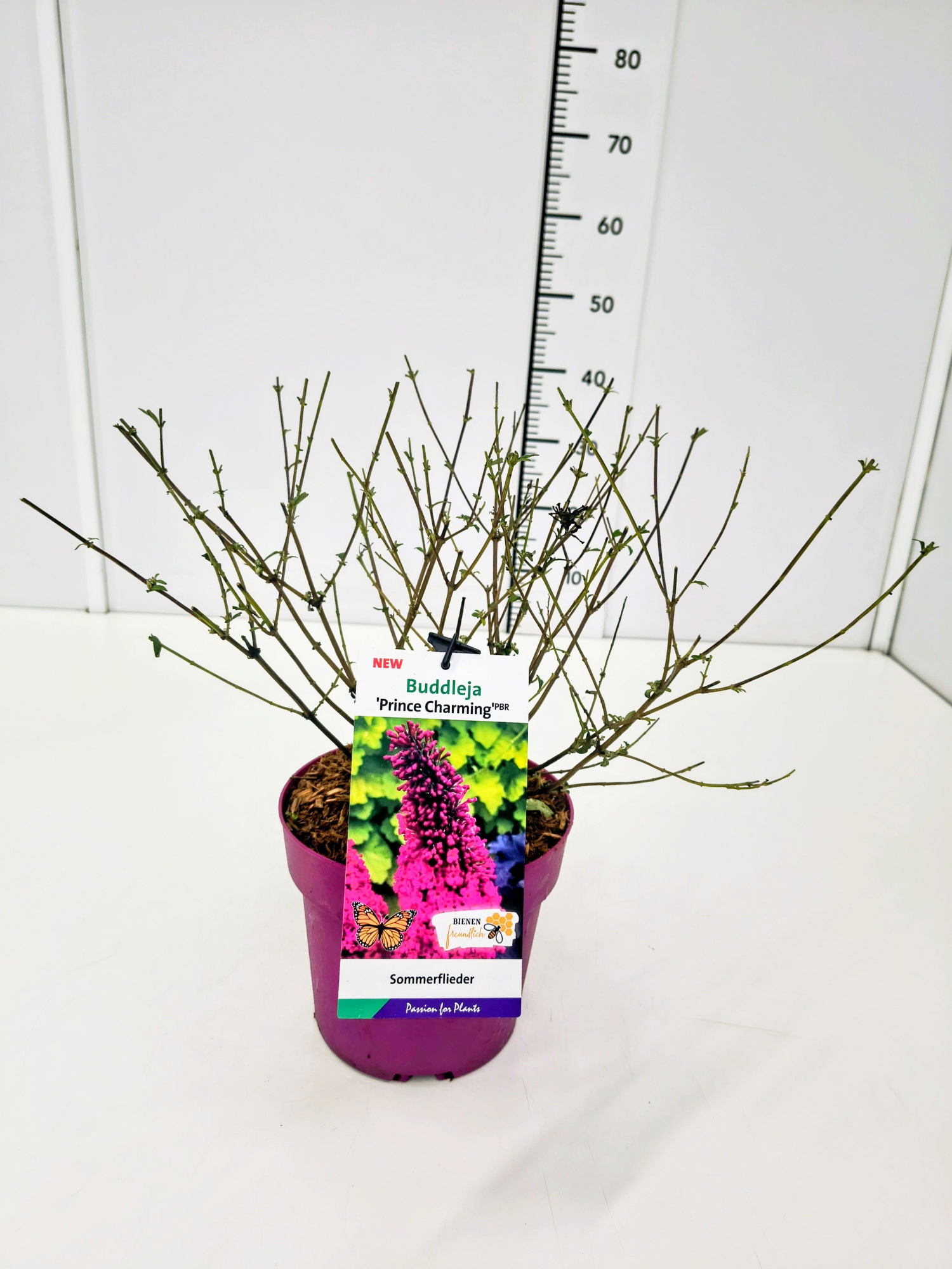 Buddleja dav. 'Prince Charming' C3, D 19