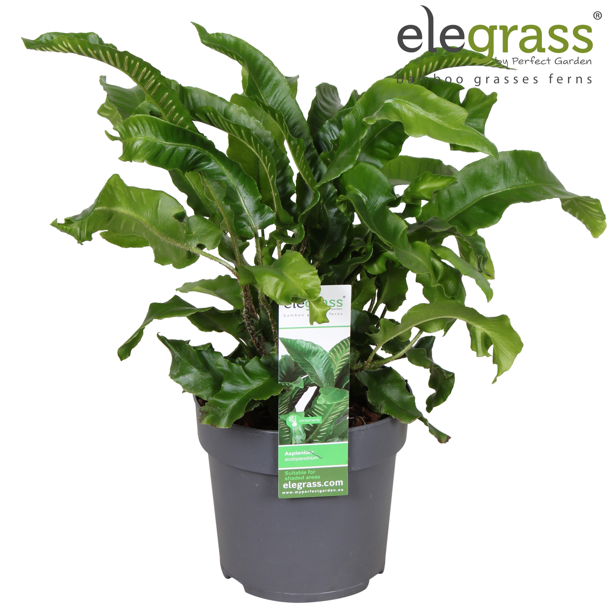 Asplenium scolopendrium P14, D 14