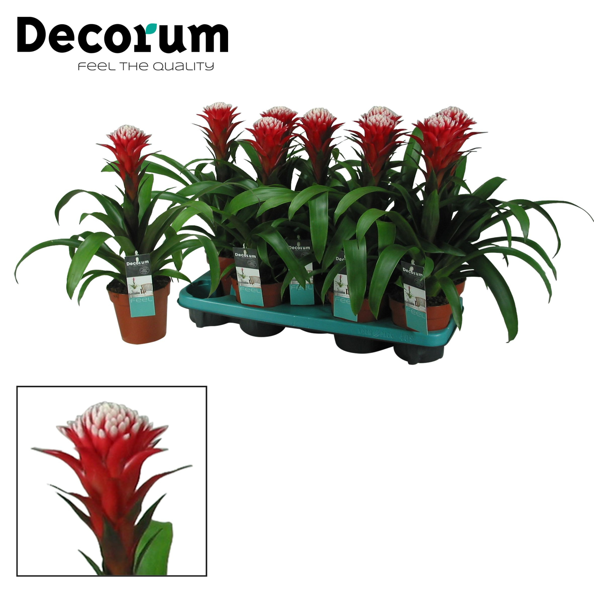 Guzmania Hope (Decorum), D 13