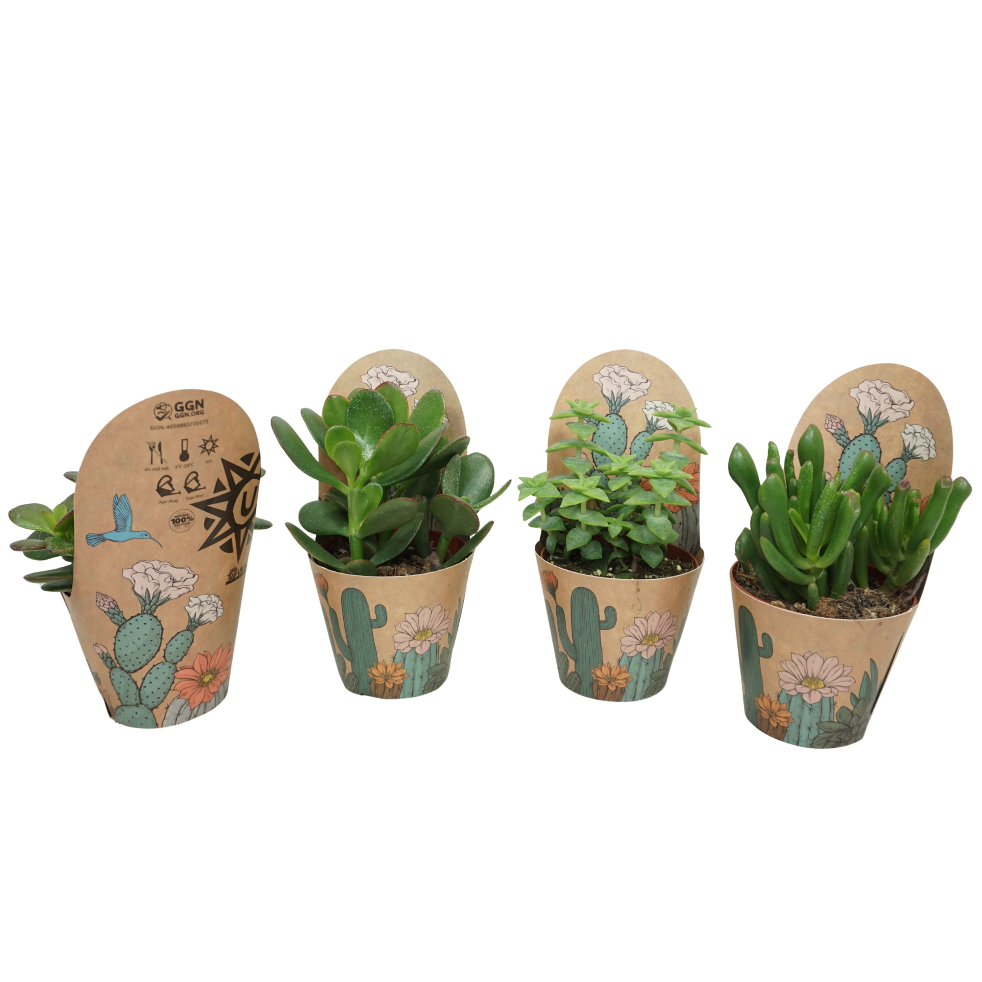 Crassula mix 8,5 cm in Ubink potcover, D 8,5