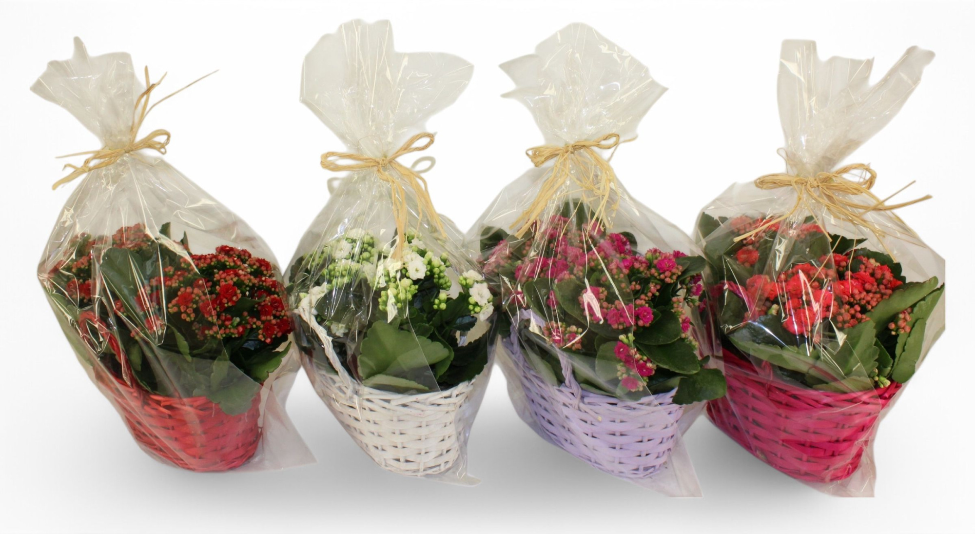 Calandiva Duomand Mix in Floristenhoes, D 24