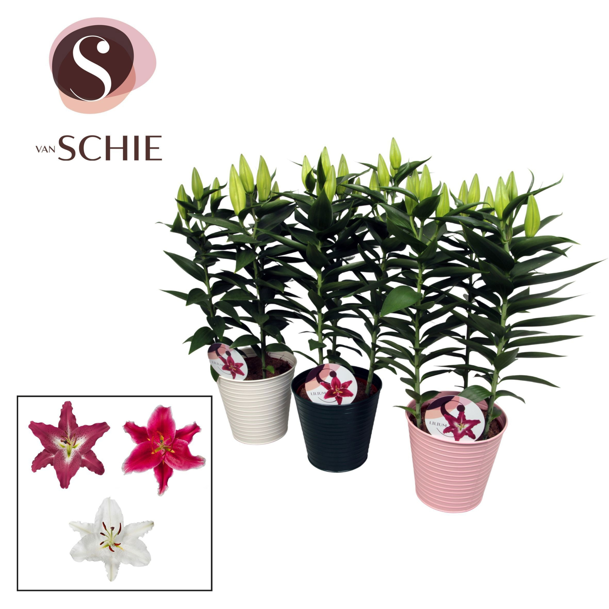 Oriental Mix 17cm ZINK, D 18