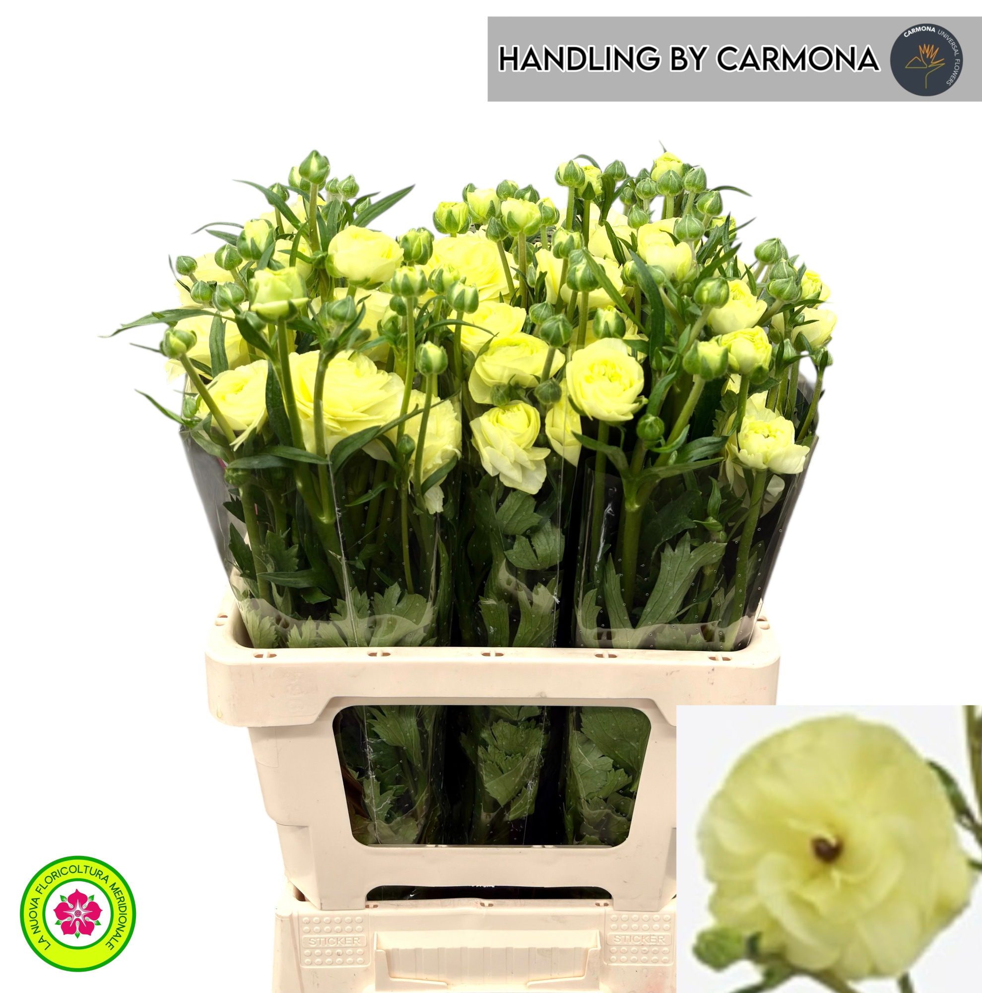 Ранункулус Модерна Лимон 60, шт.