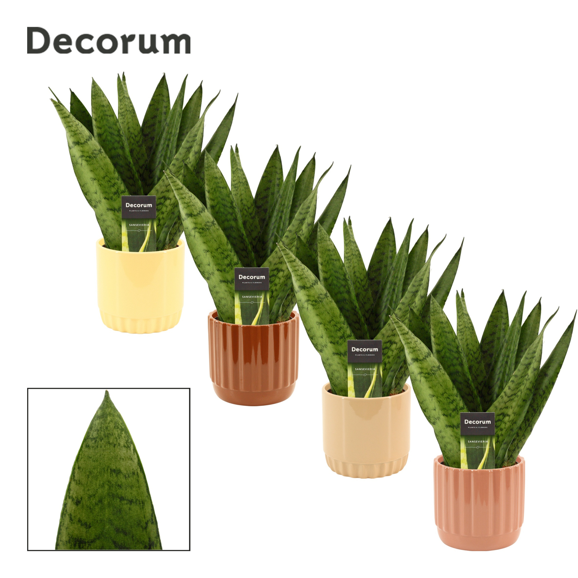 Sansevieria Zeylanica Fan 12 cm in Liam (Coffee blend-collection, D 12