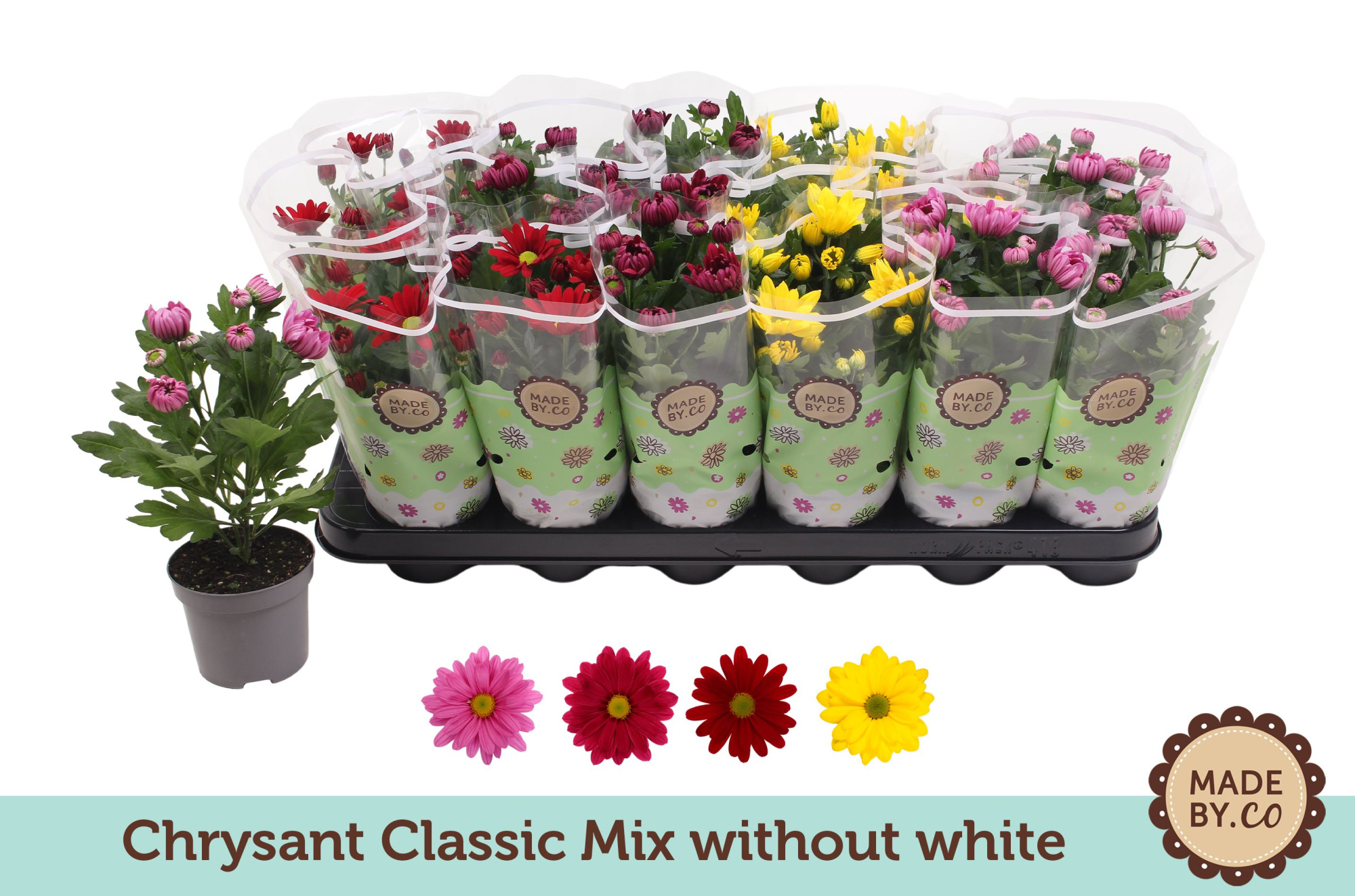 Chrysant Classic Mix - without white, D 9