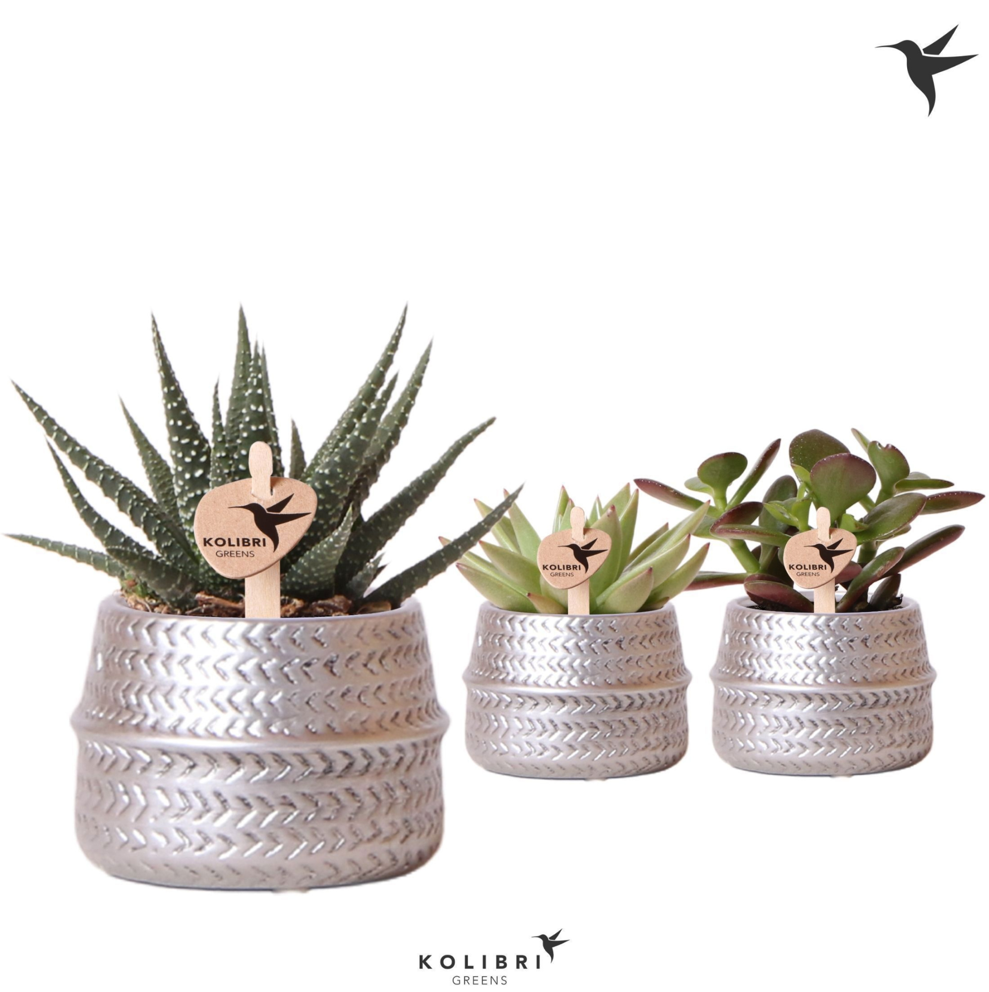 Kolibri Greens Succulenten mix in Groove pot silver, D 6