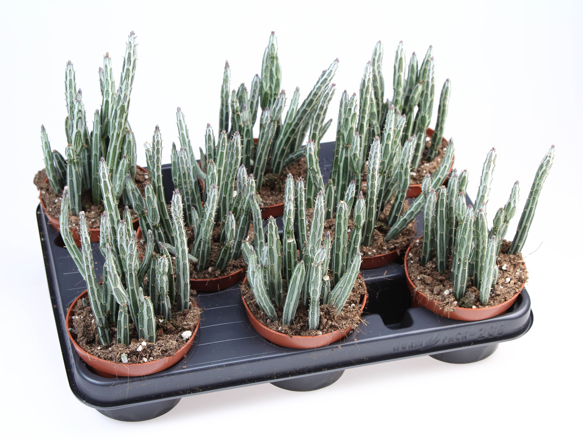 Senecio stapeliformis, D 10,5