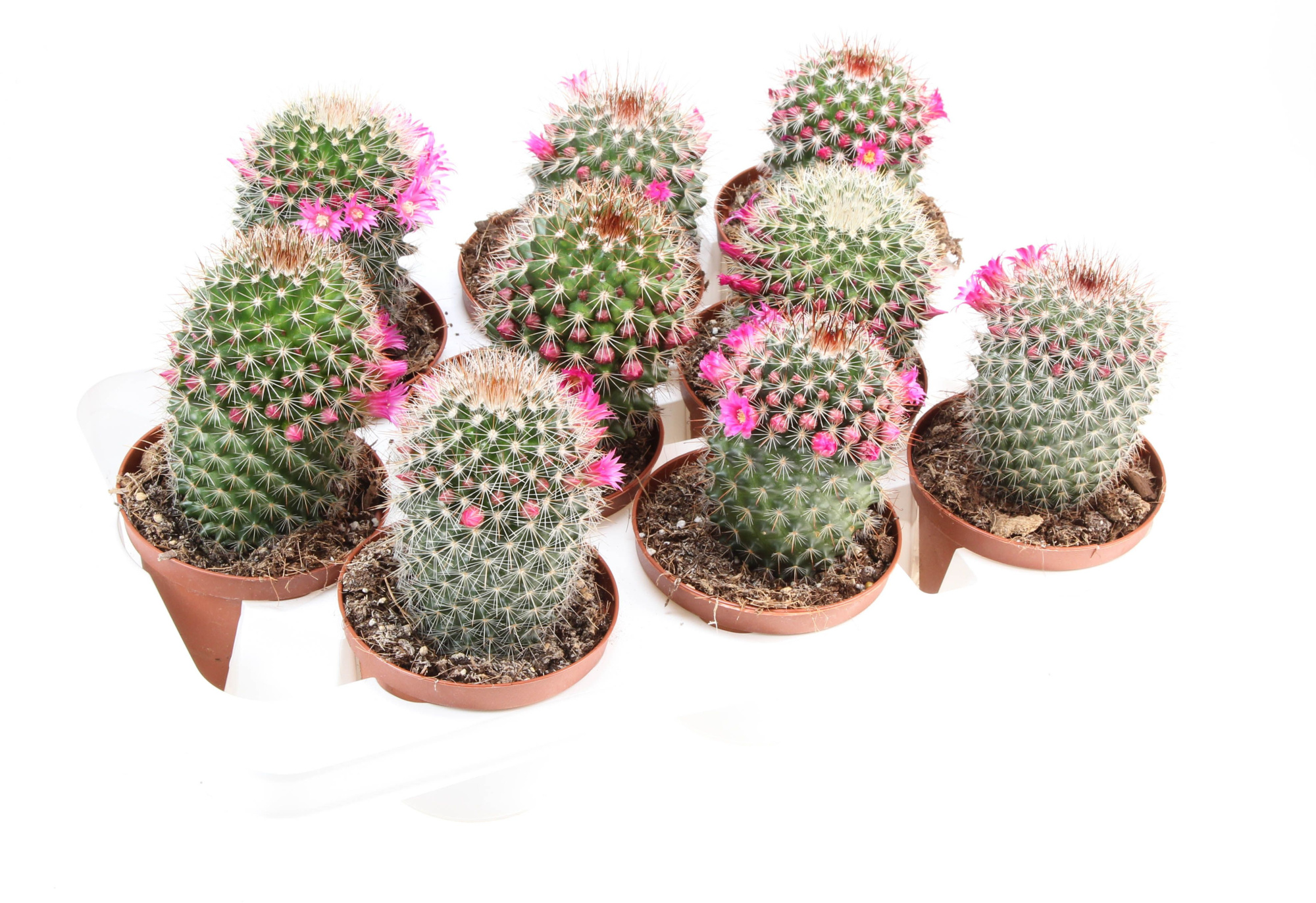 Mammillaria bloei spinossissima, D 10,5