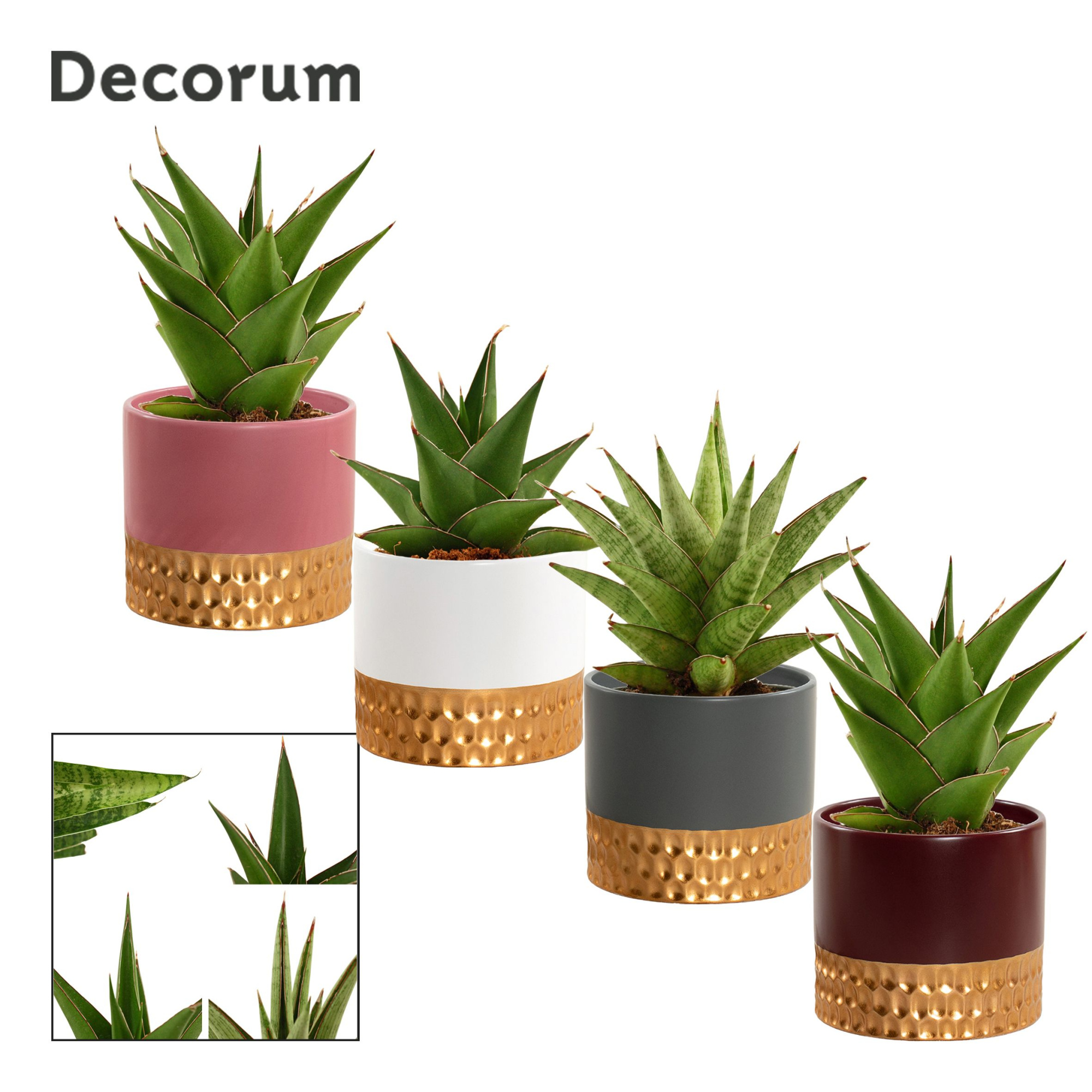 Sansevieria Crown Mix 9 cm in Frederique (Rich love-collection), D 9