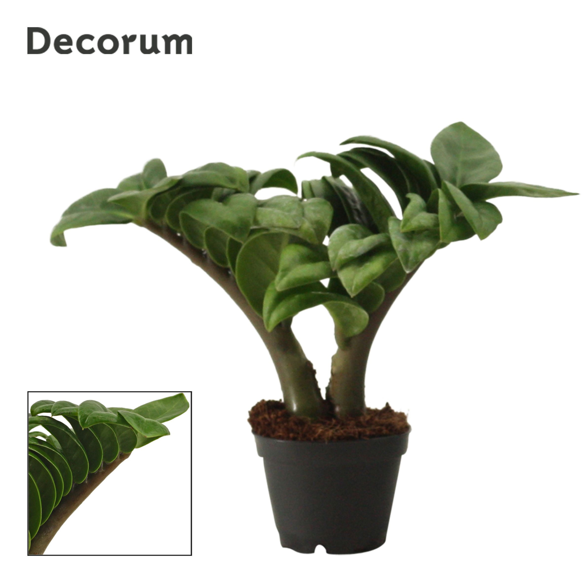 Zamioculcas Zenzi V-Leaf 6 cm Decorum, 2 veren, D 6