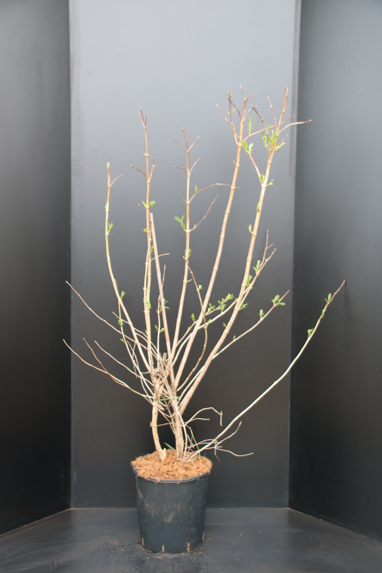 Heptacodium miconioides, D 32