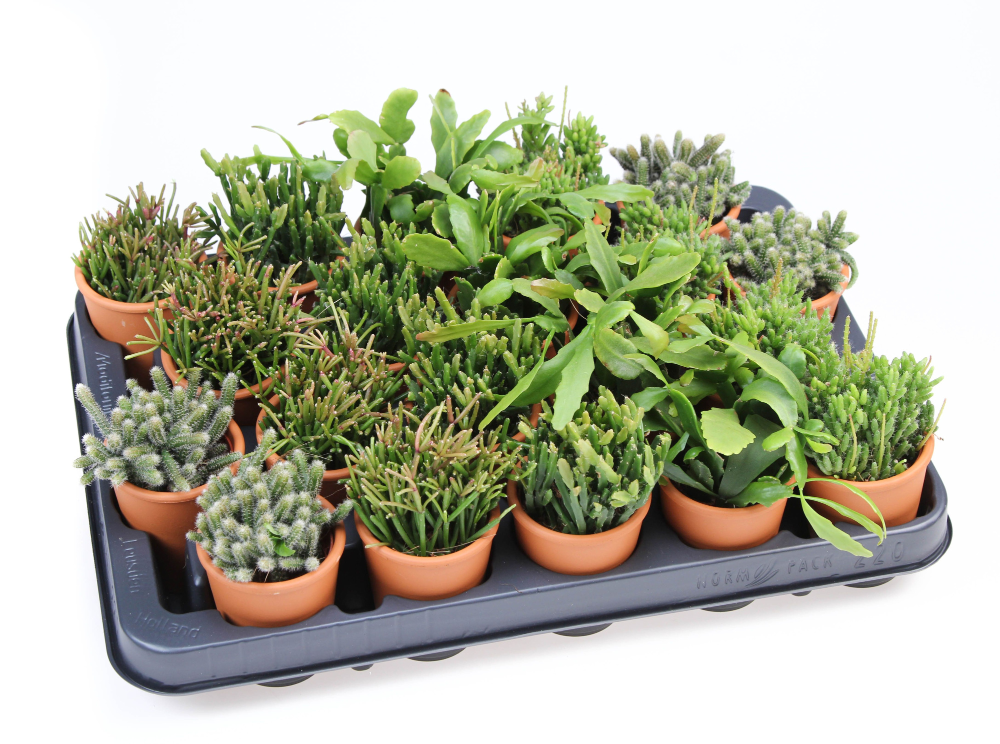 Rhipsalis mix in Rozenpot, D 5,5