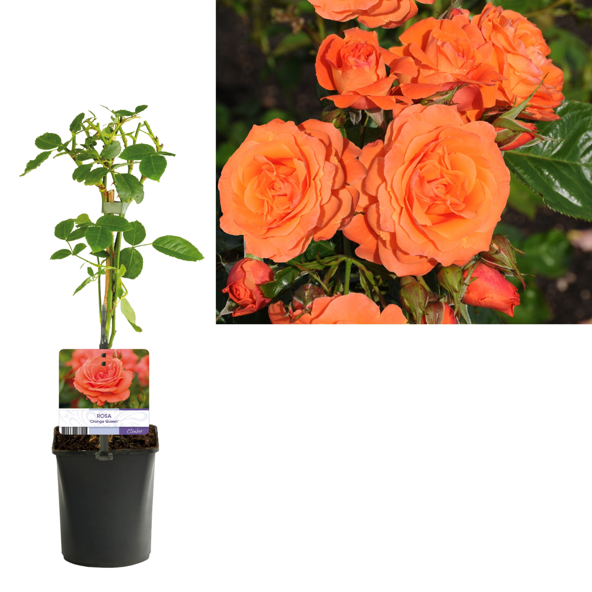 Rosa 'Orange Queen' +light label, D 11