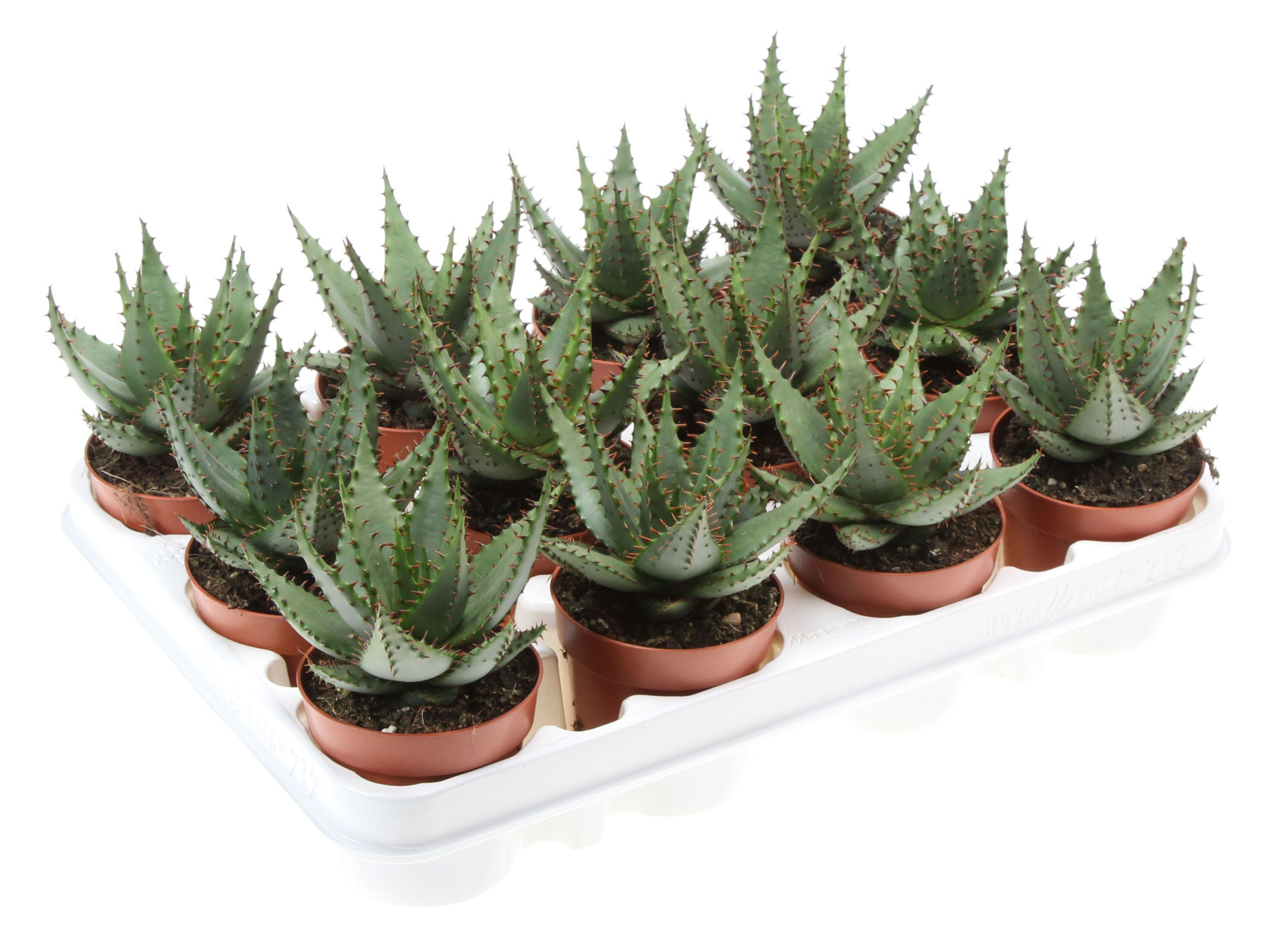 Aloe broomii, D 8,5