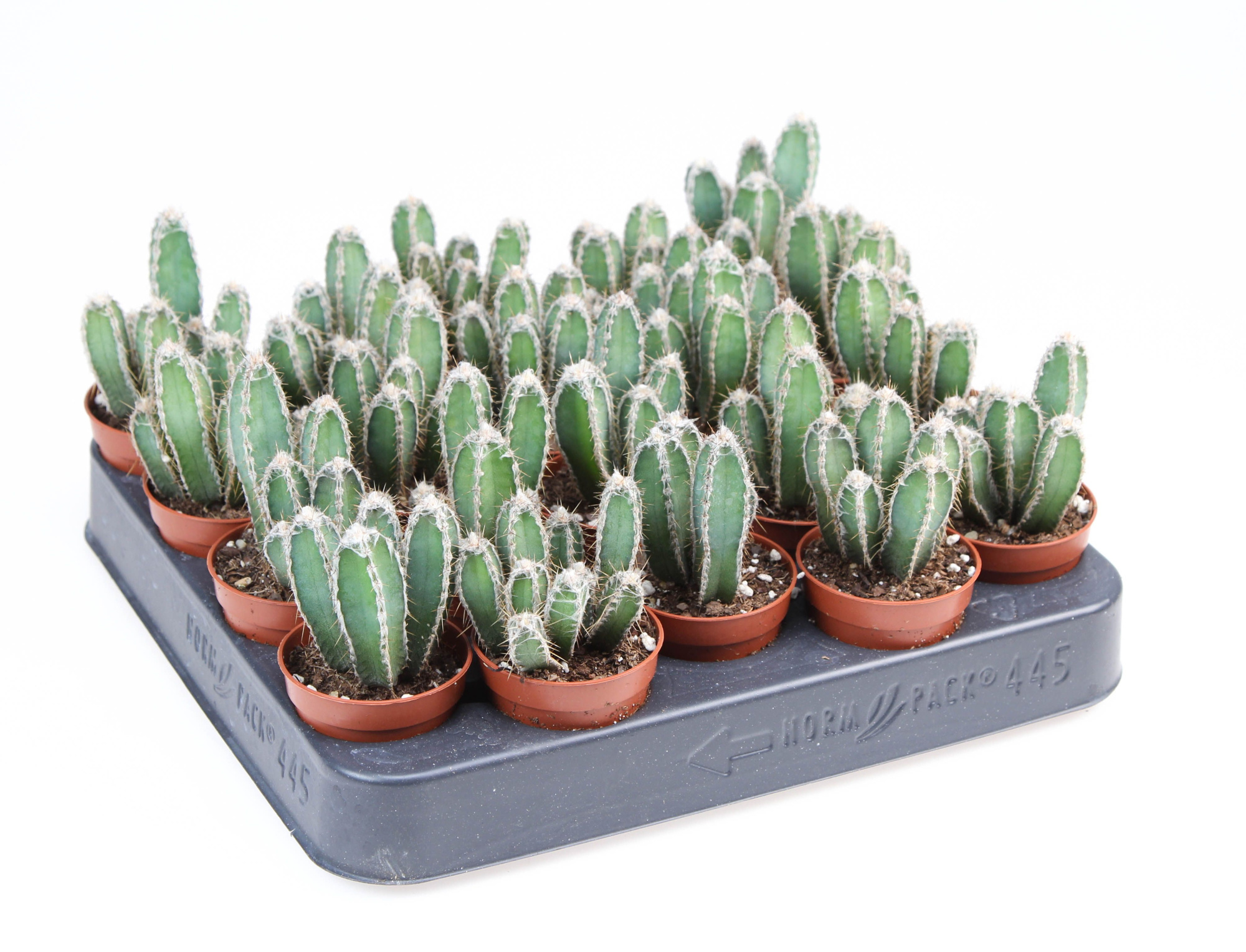 Cereus Forbesi, D 5,5