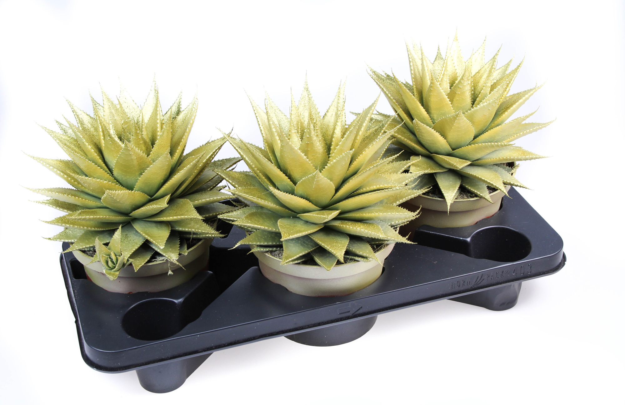 Aloe Gold + glitter, D 17