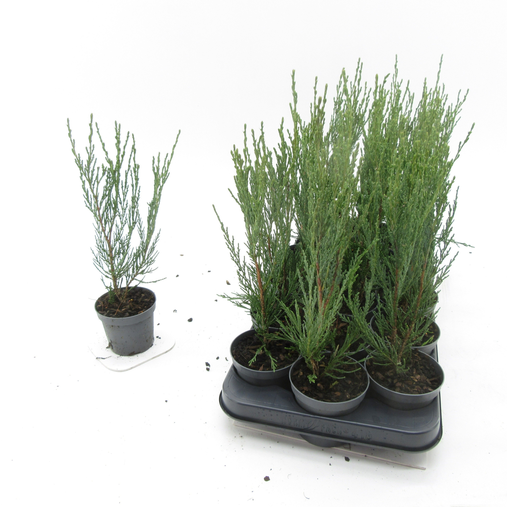 Juniperus Blue Arrow, D 9
