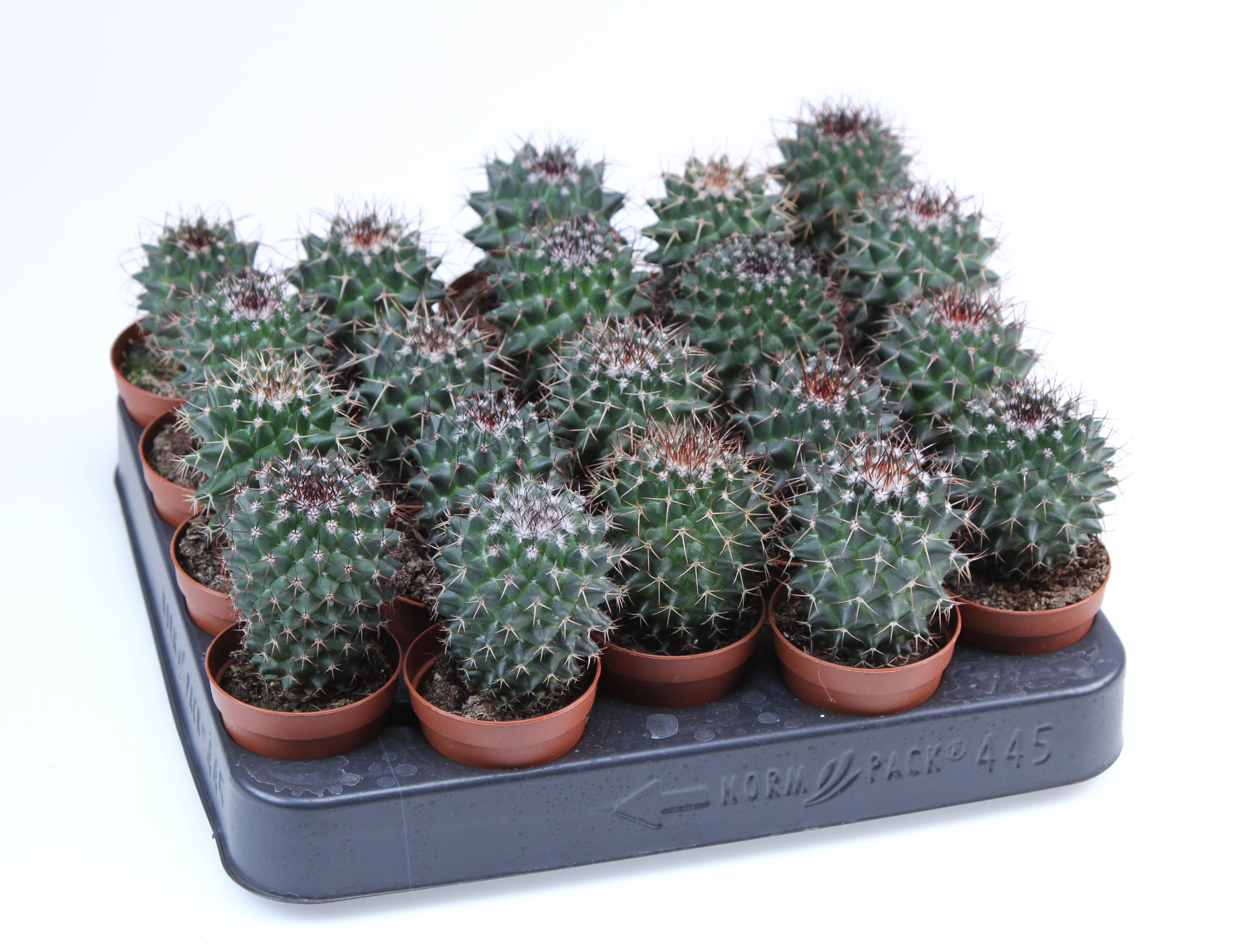 Mammillaria hildagensis E, D 5,5