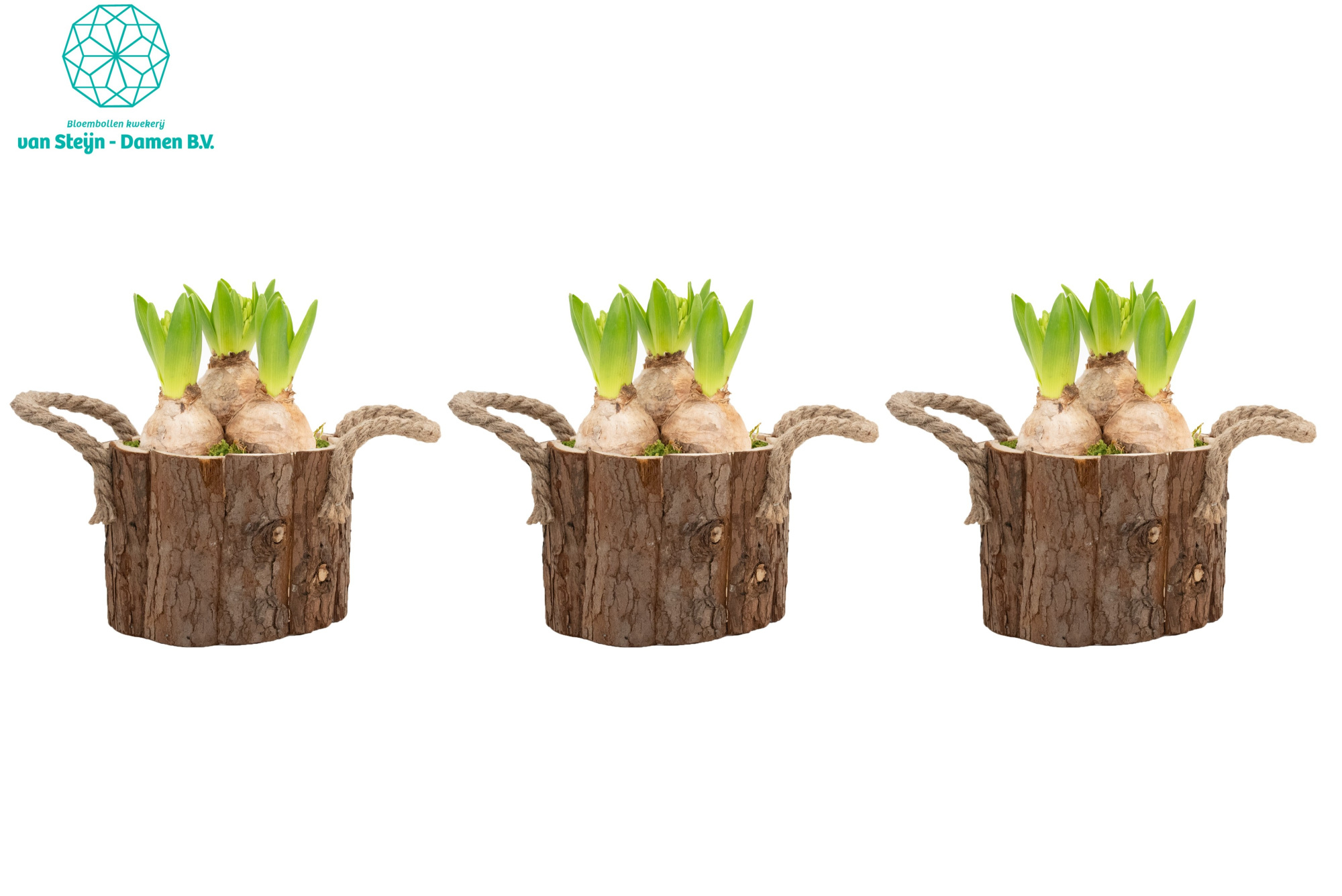 Hyacinthus 'Wooden Touch' (Without Moss), D 14