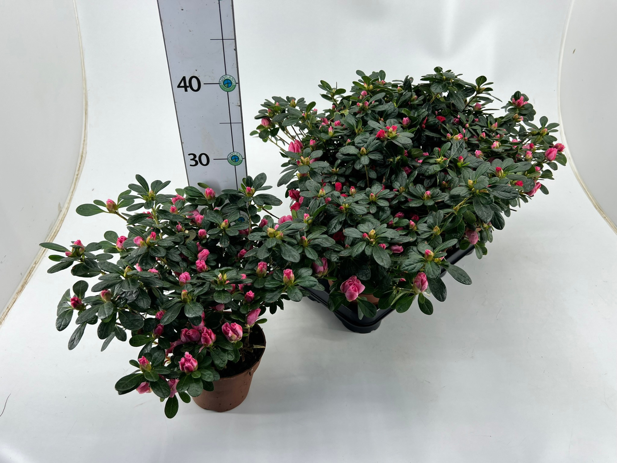 Rhododendron simsii T12 pink/red, D 12