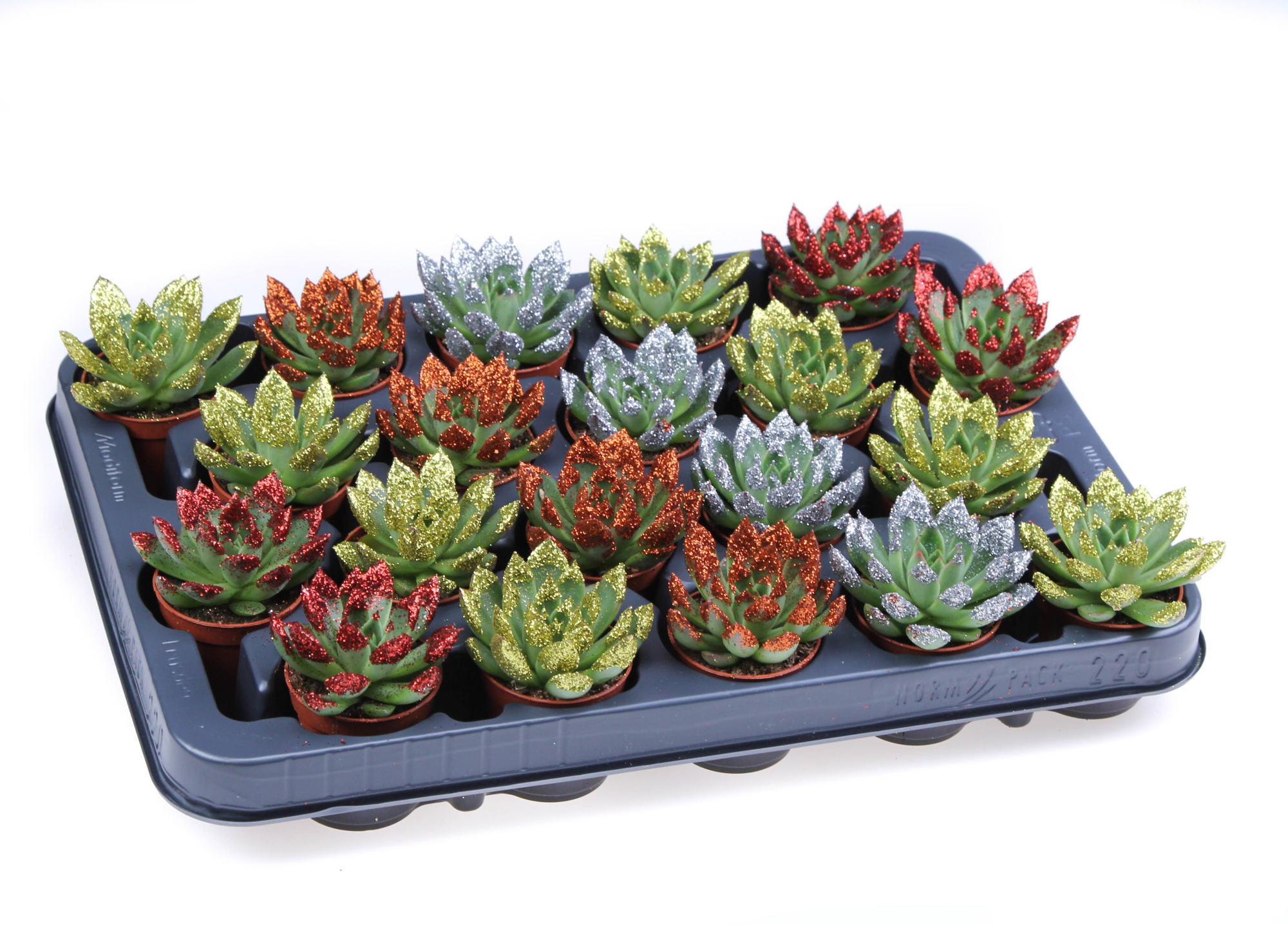 Miranda naturel +glittertips, D 5,5