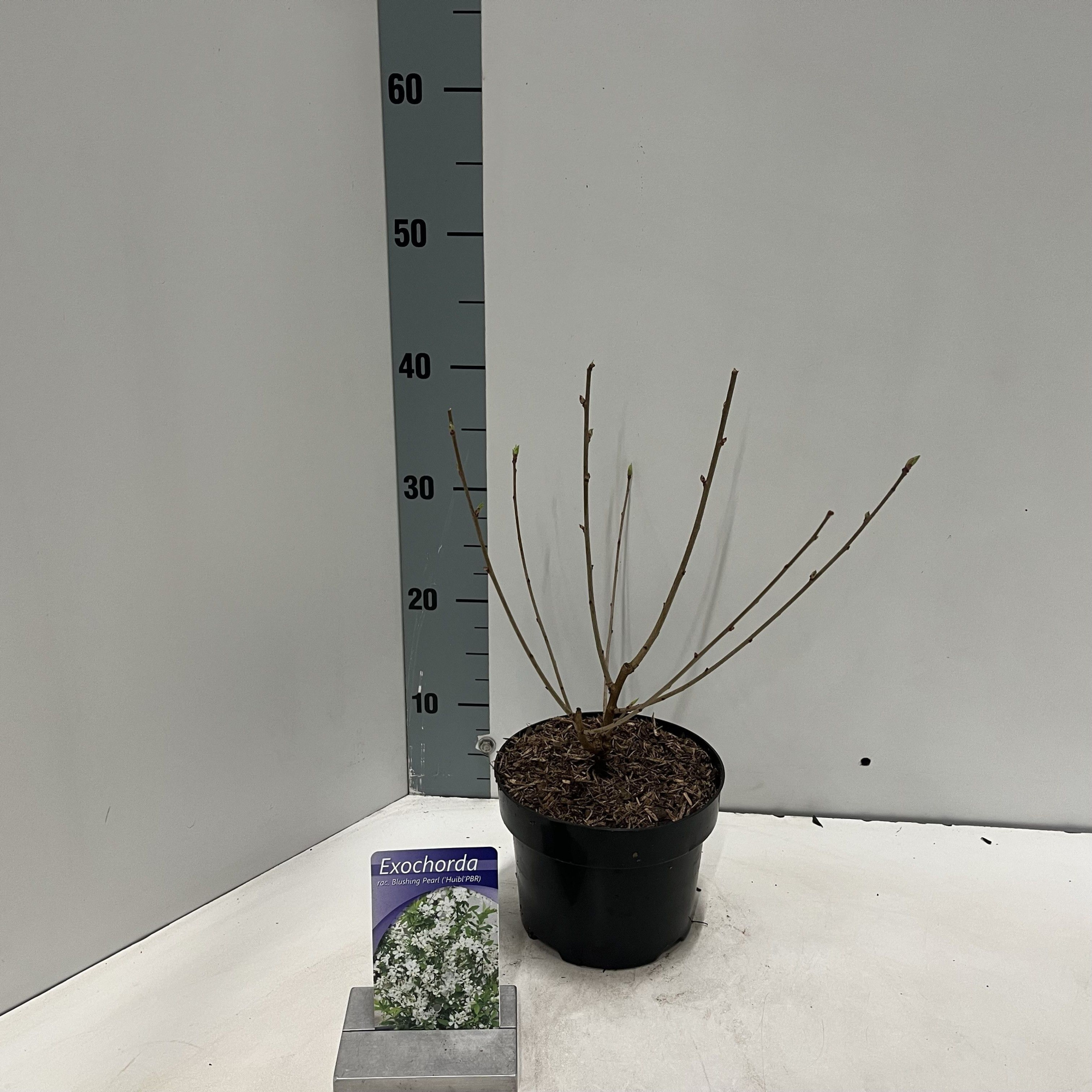 Exochorda racemosa Blushing Pearl (Huibl'PBR), D 17