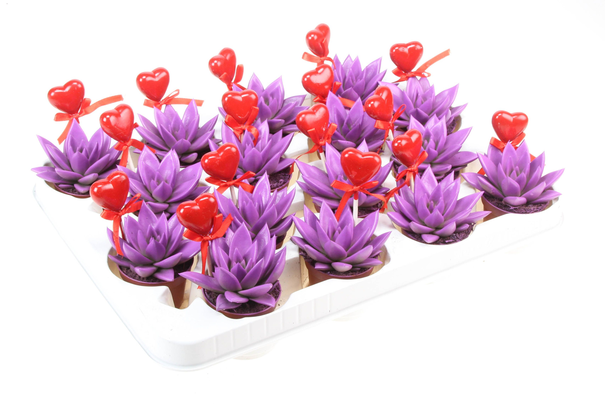 Miranda paars+hartje, D 6