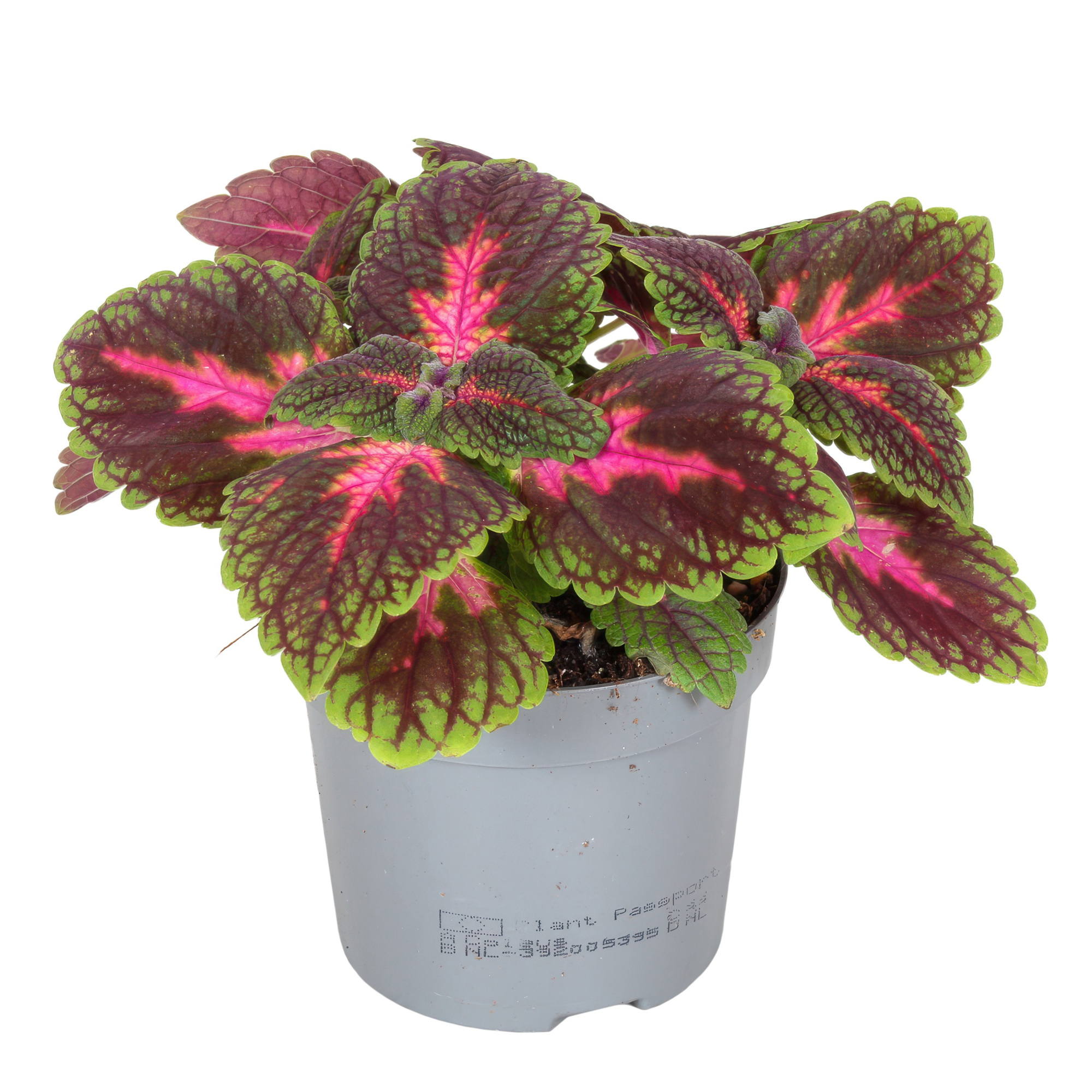 Coleus Park Avenue, D 13