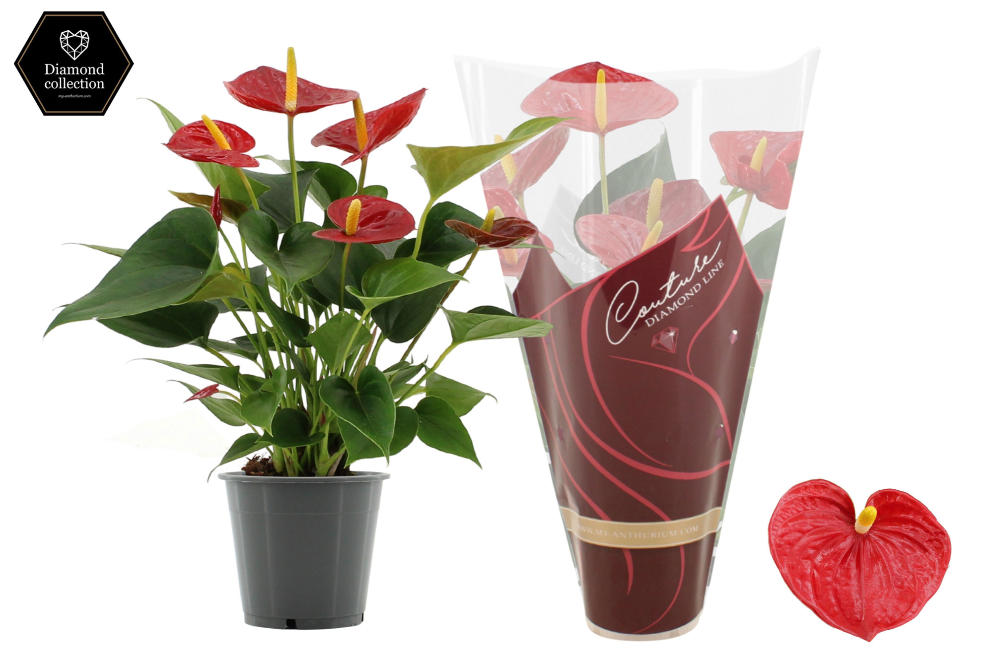 Anthurium Diamond Red in Couture Diamond Line Purple sleeve, D 12