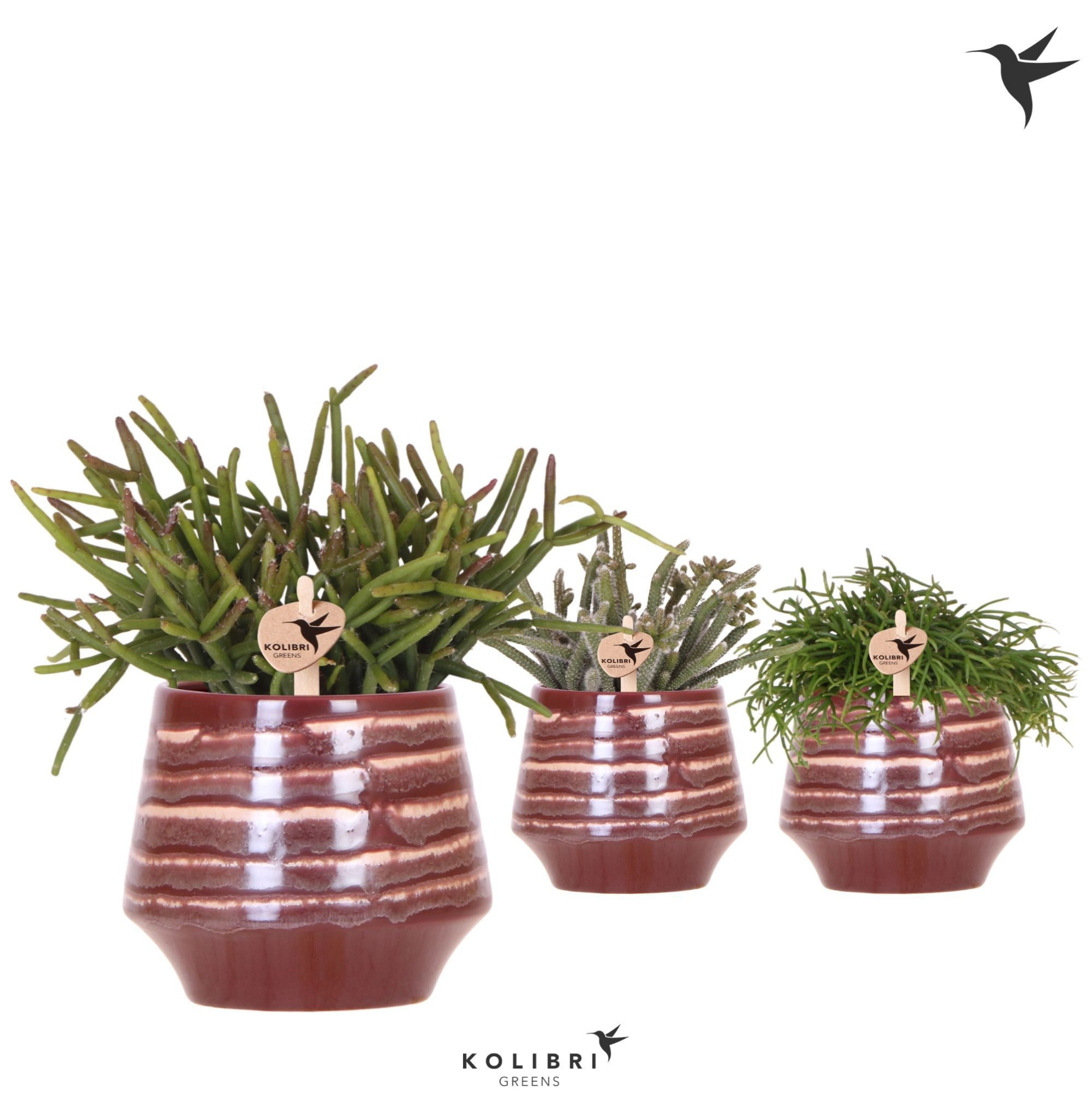 Kolibri Greens Rhipsalis mix in Moonstone pot red, D 9