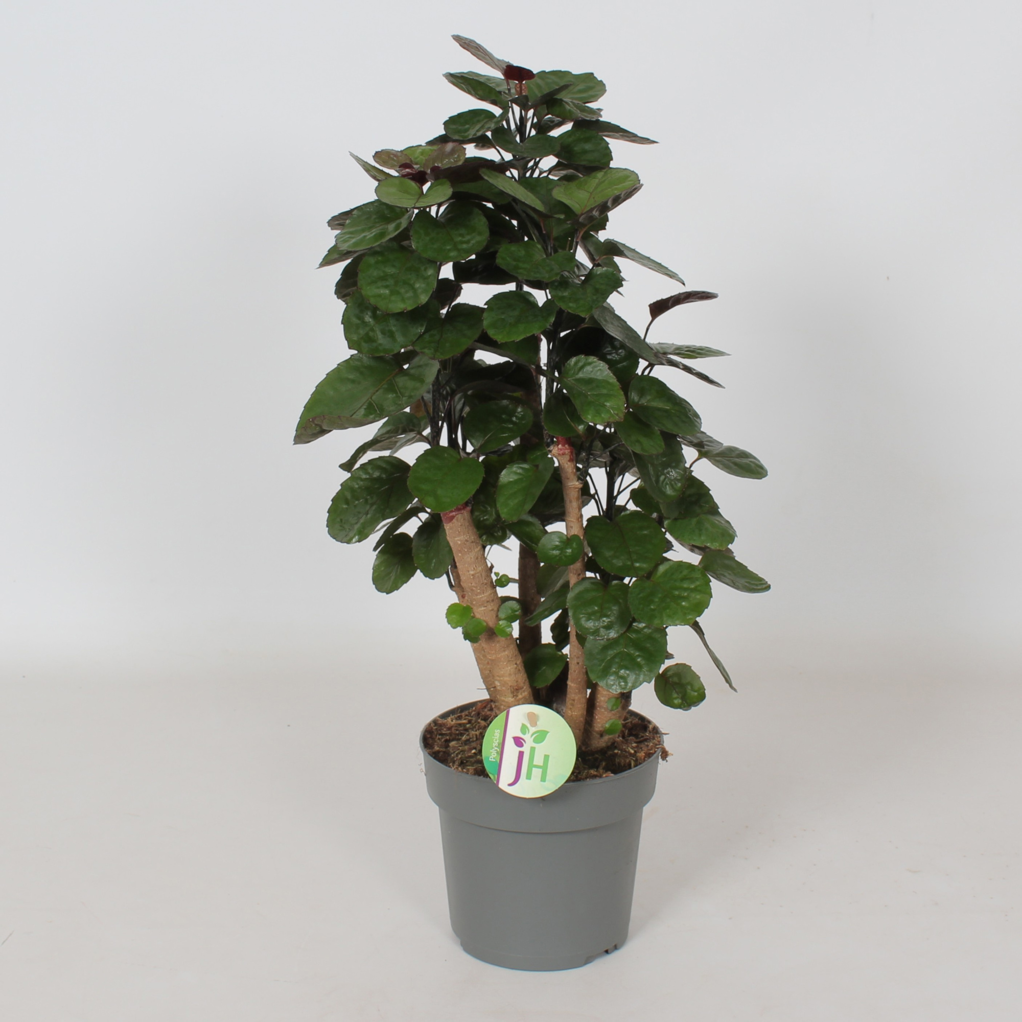 Polyscias 'Fabian', D 17