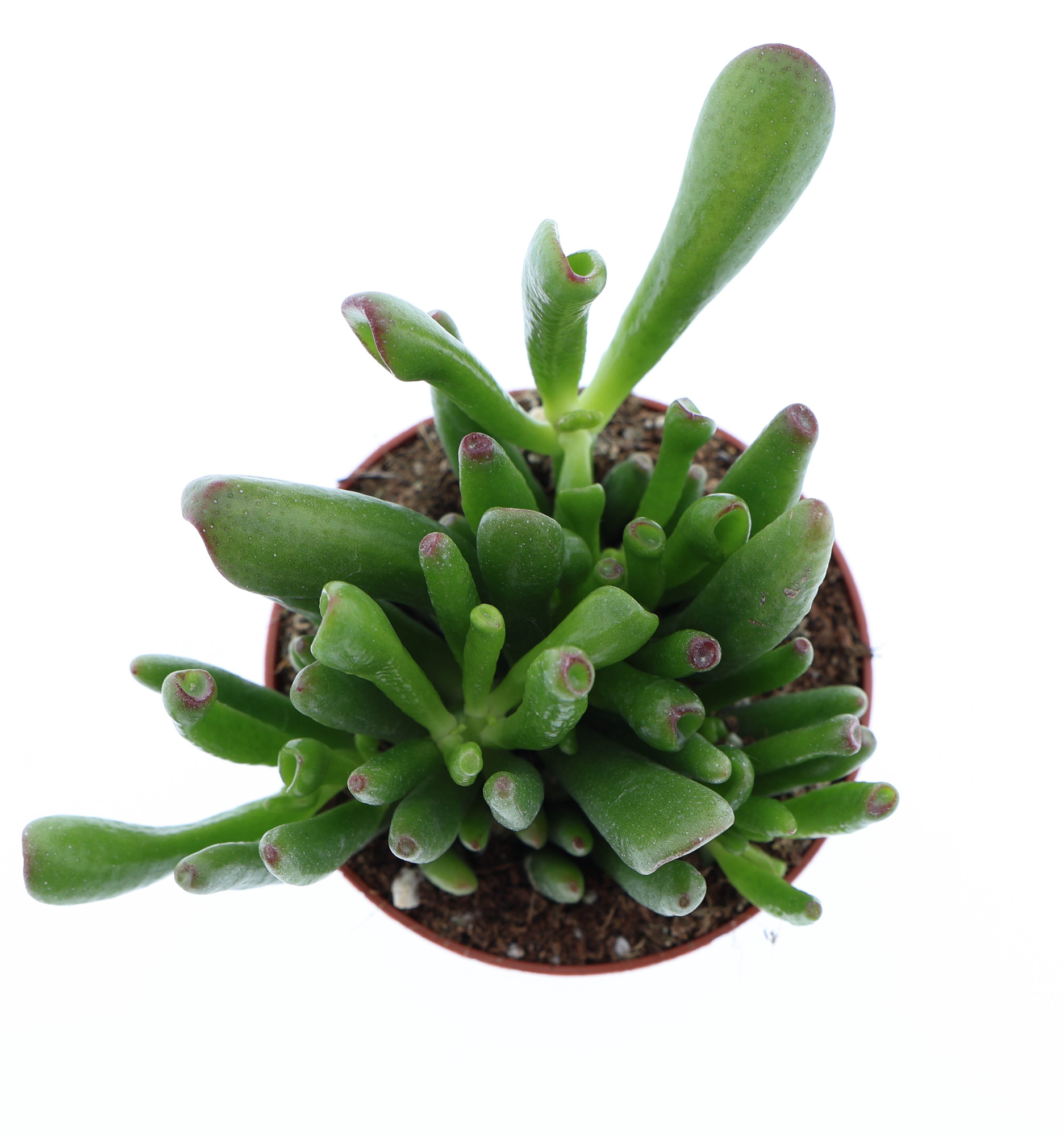 Crassula hobbit, D 8,5